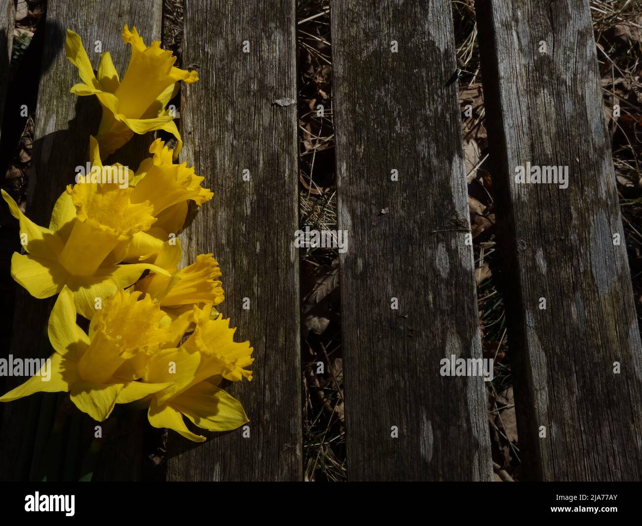 Narcisi posati su una panca, sfondo per carte, segni, album o proprie idee. Foto Stock