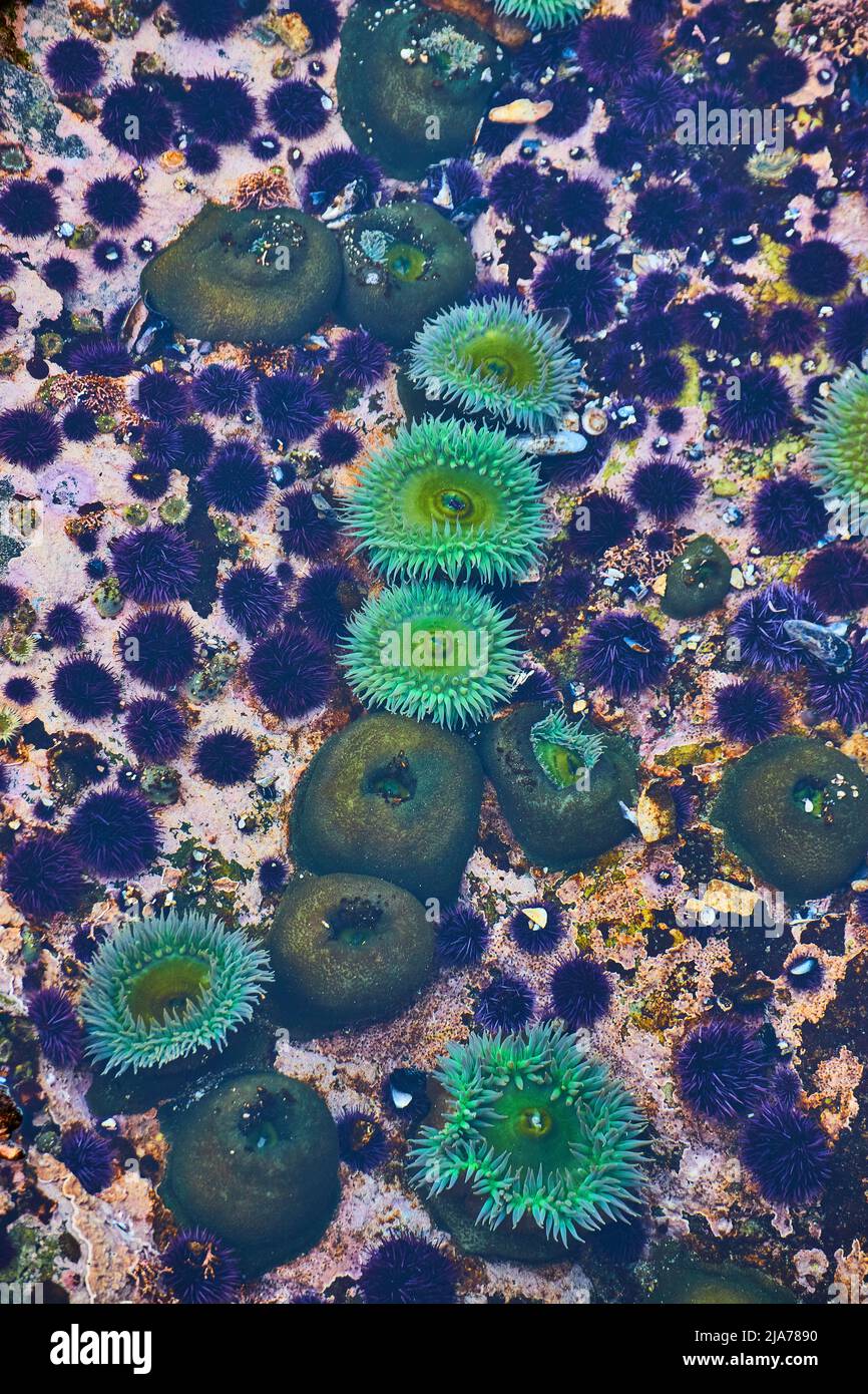 Particolare di bel verde anemone mare vibrante nella piscina marea oceano Foto Stock