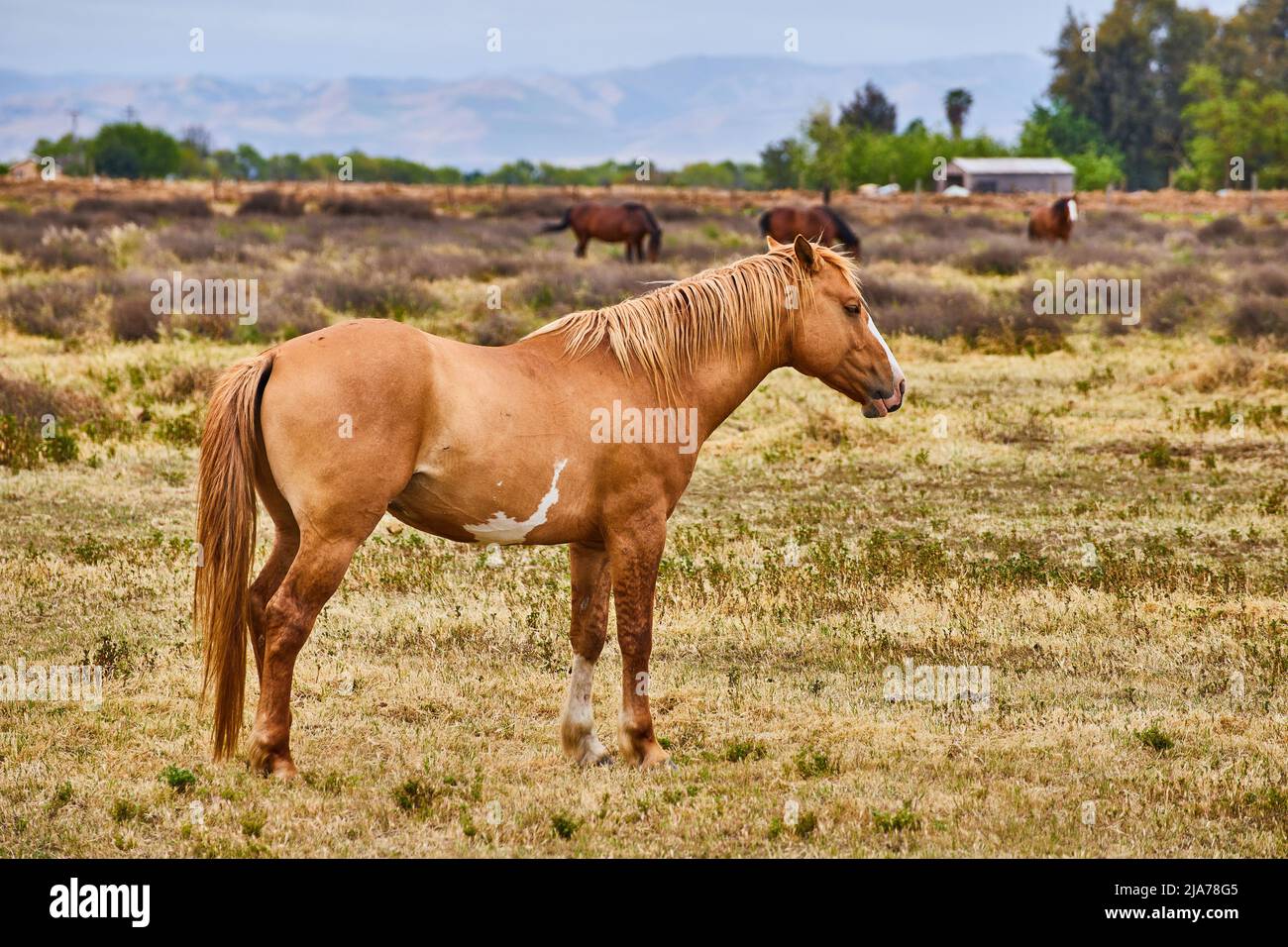 Grande cavallo marrone chiaro che riposa in campo Foto Stock