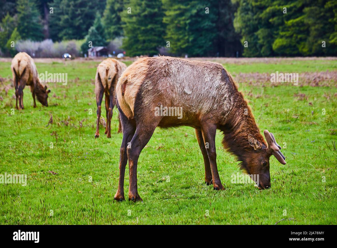 Alce pascolo in un lussureggiante campo verde Foto Stock