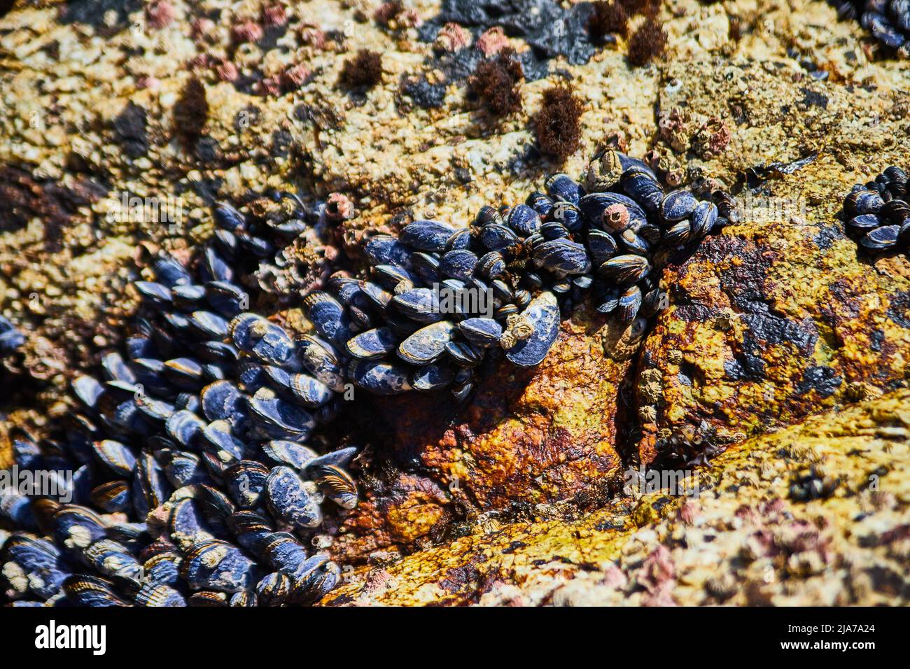 Rocce costiere ricoperte di centinaia di cozze Foto Stock