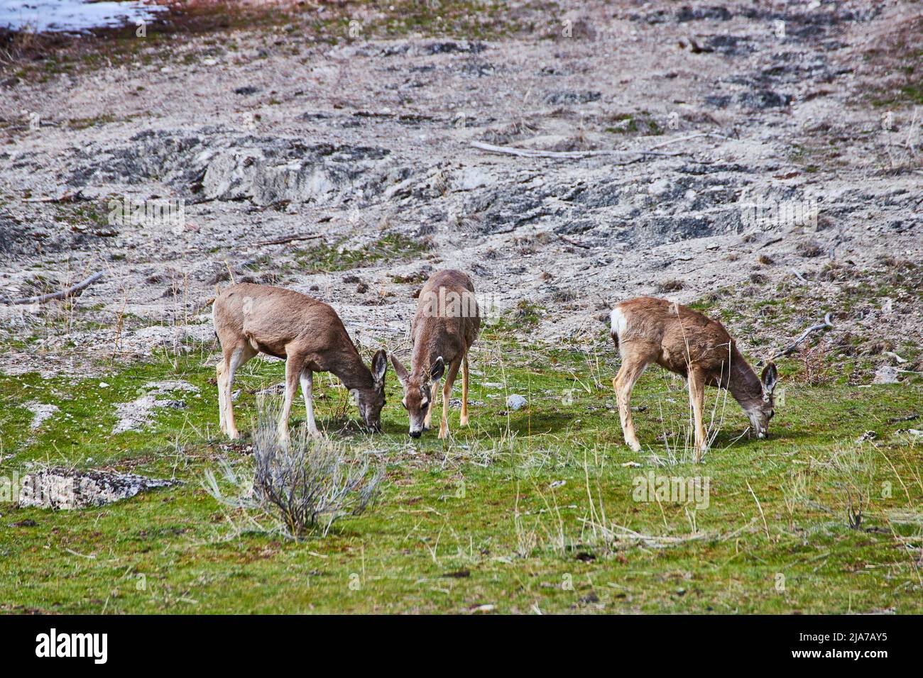 Mandria di tre cervi piccoli pascolo su collina Foto Stock