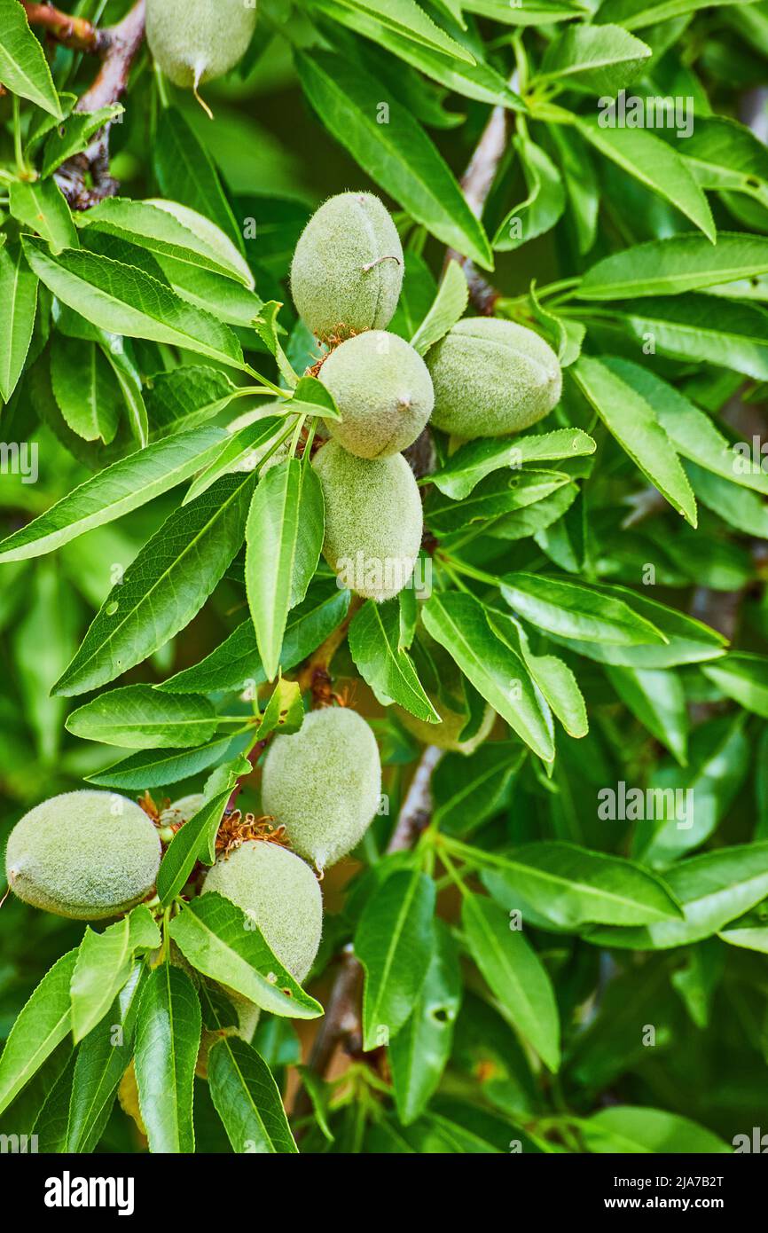 Particolare di frutti di mandorla sul ramo Foto Stock