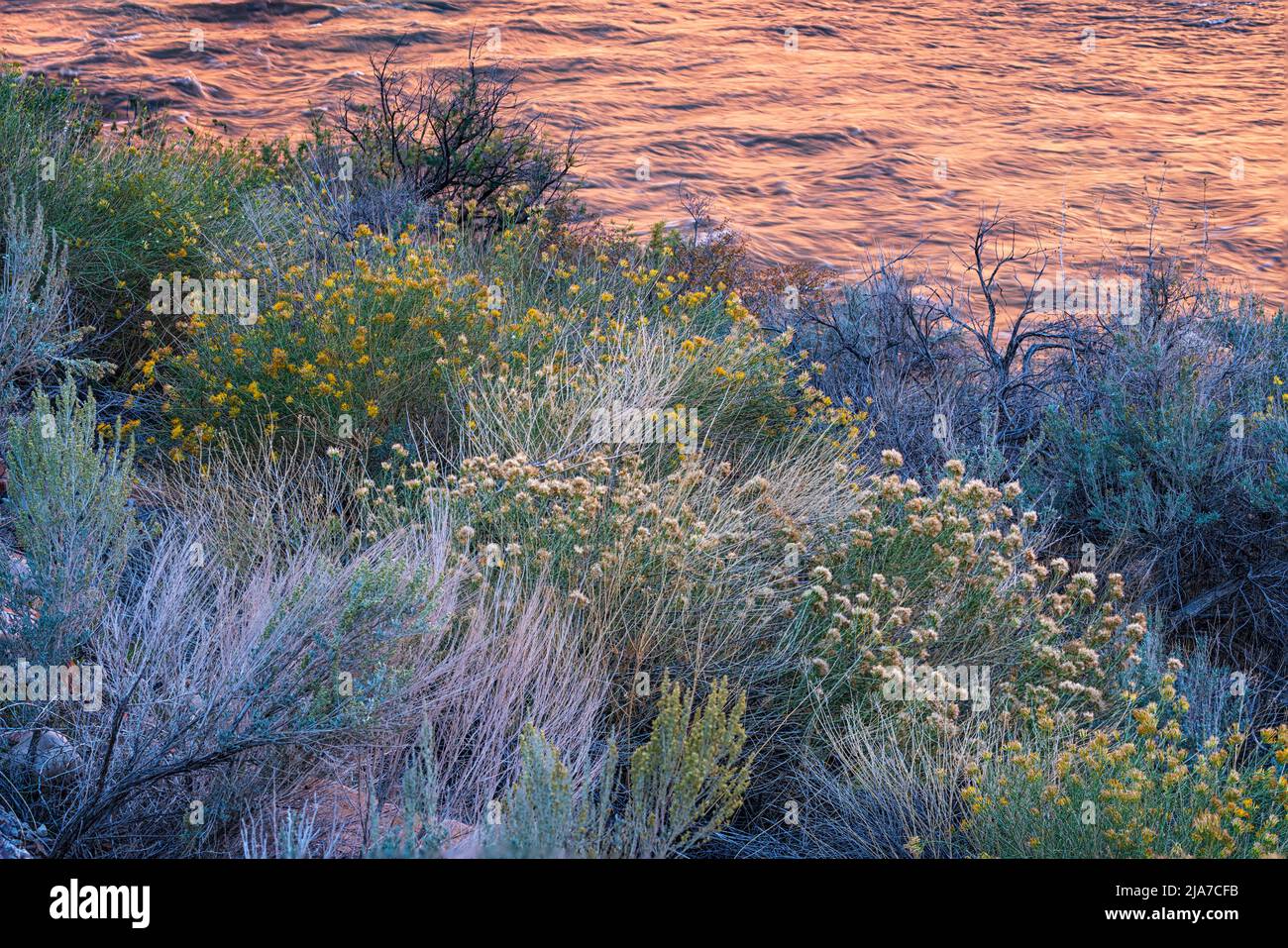 Flora variegata lungo il fiume Colorado vicino a Moab, Utah Foto Stock