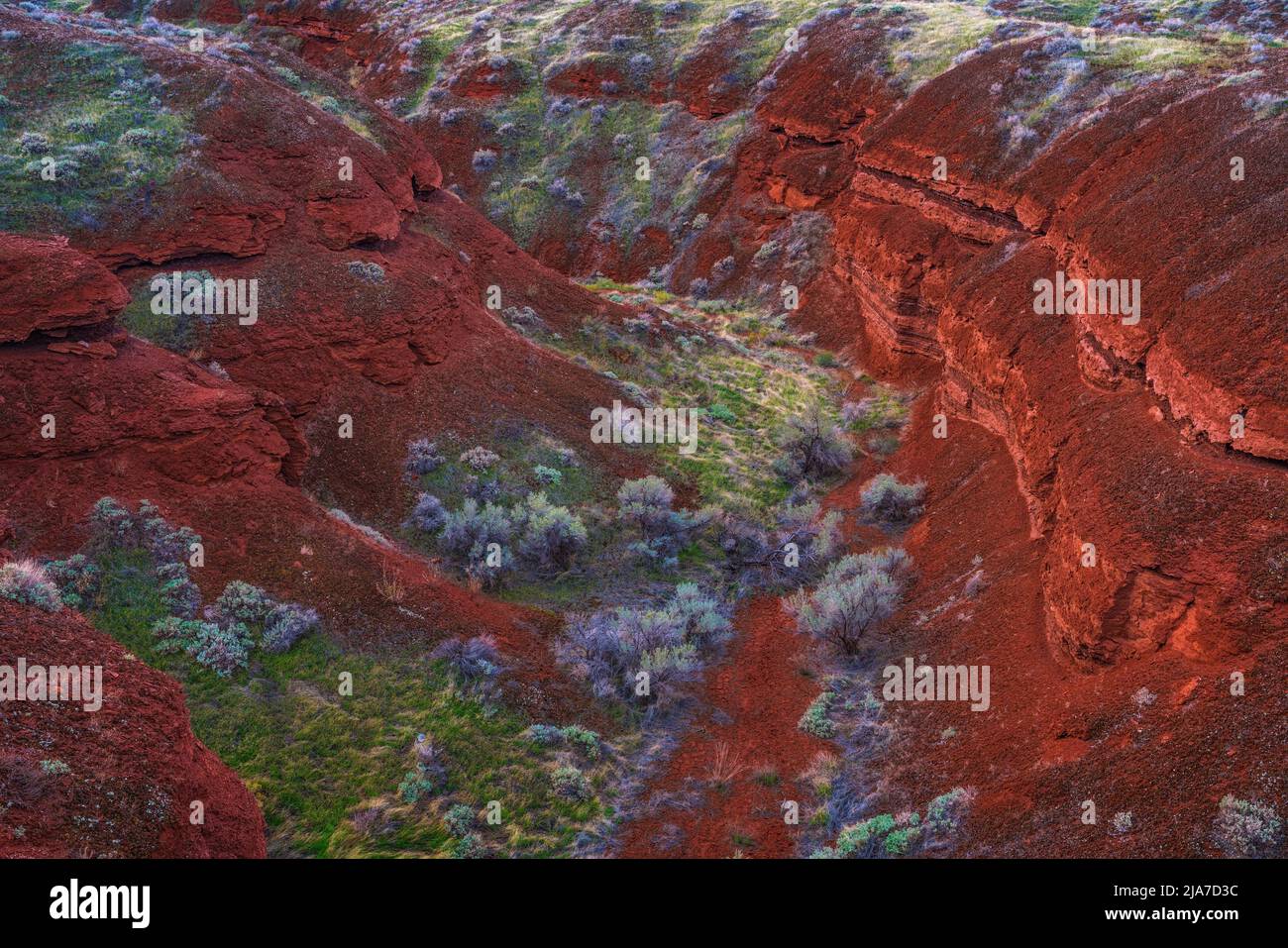 Flora e geologia colorate nella Castle Valley al di fuori di Moab, Utah Foto Stock