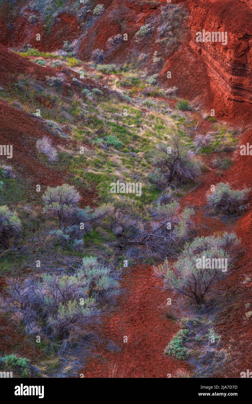 Flora e geologia colorate nella Castle Valley al di fuori di Moab, Utah Foto Stock