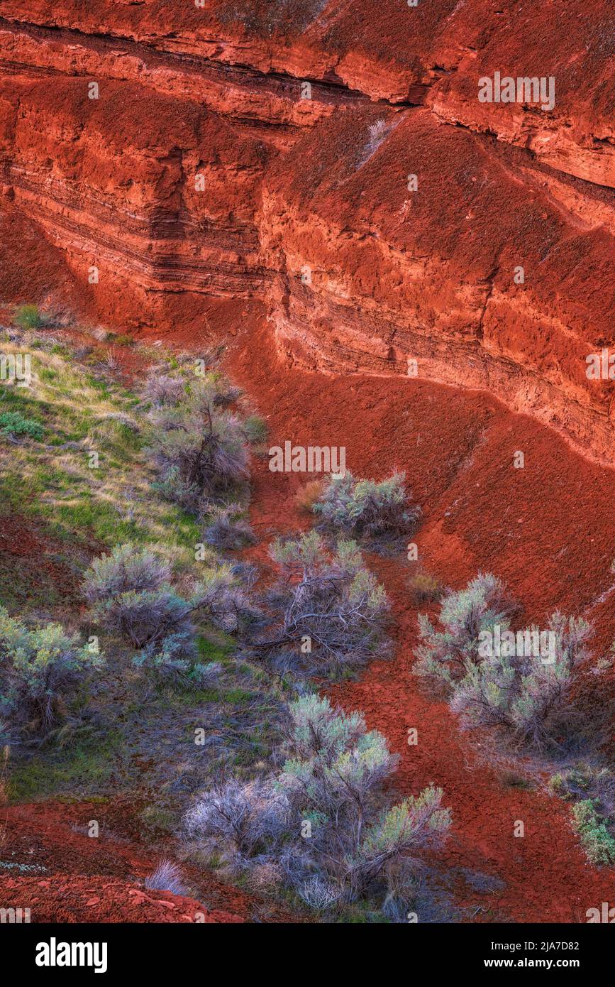 Flora e geologia colorate nella Castle Valley al di fuori di Moab, Utah Foto Stock