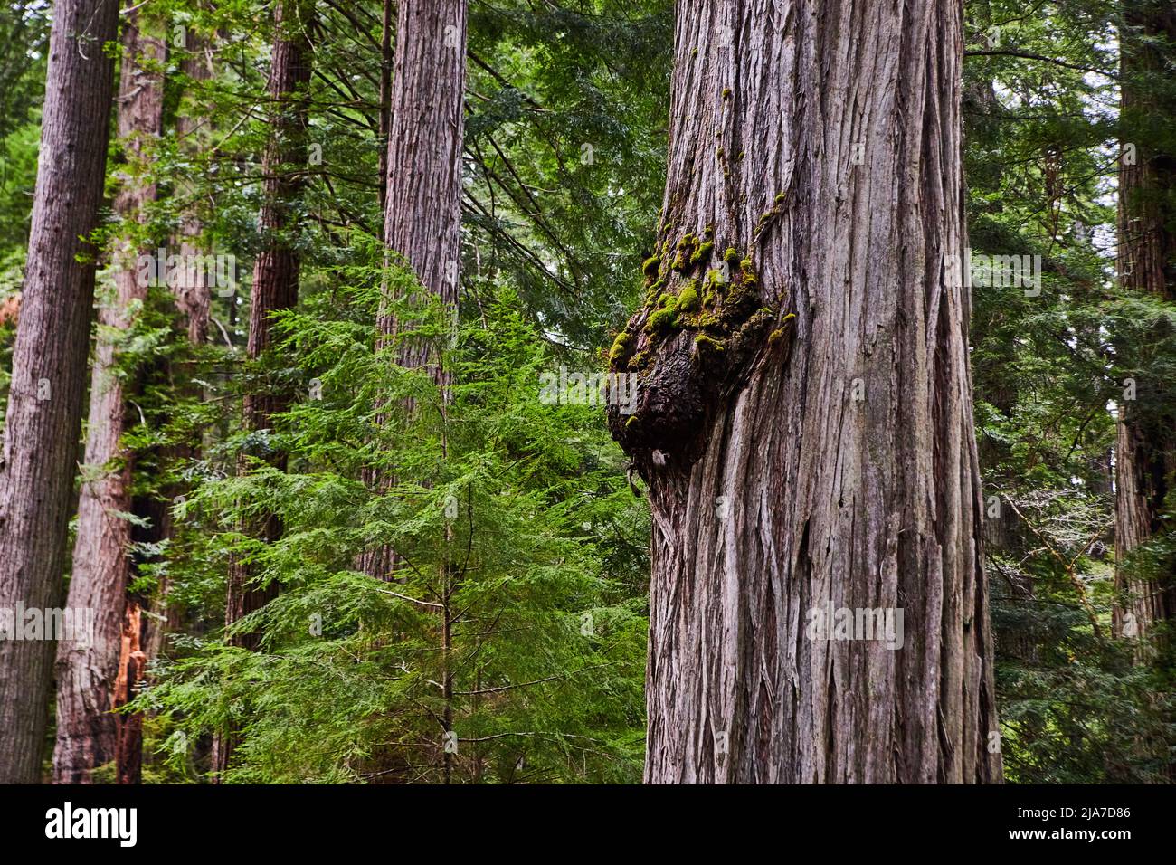 Grande nodo di burl albero su antico albero di sequoia nella foresta Foto Stock