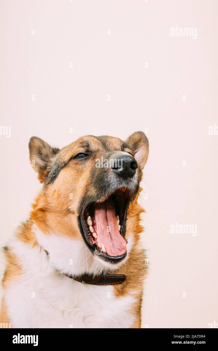Ritratto di cane montano di razza mista con bocca aperta, attaccando la sua lingua. Ritratto close up del cane mongrel di razza mista. Isolato su bianco Foto Stock