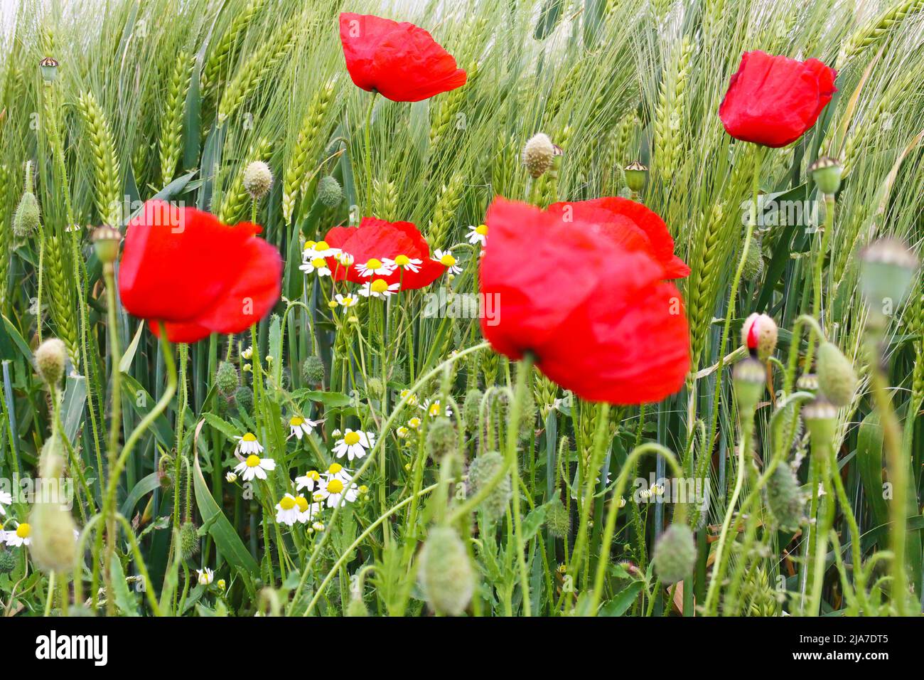 Primo piano di agricoltura isolato campo di grano, orecchie verdi, papavero rosso fiorente e camomilla giallo bianco fiori selvatici in primavera, Germania Foto Stock