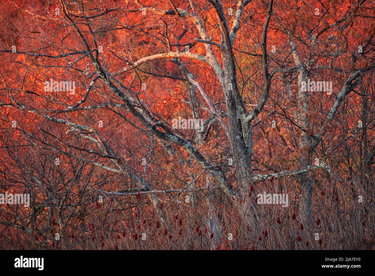Colore autunnale al Jewell Hollow Overlook nel Parco Nazionale di Shenandoah Foto Stock