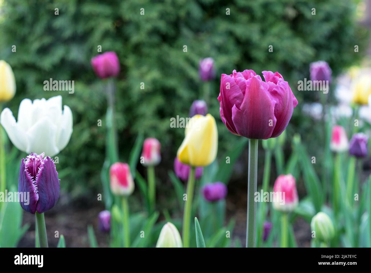Tulipani "Ponia viola". Tulipani viola in fiore nel giardino di primavera. Foto Stock