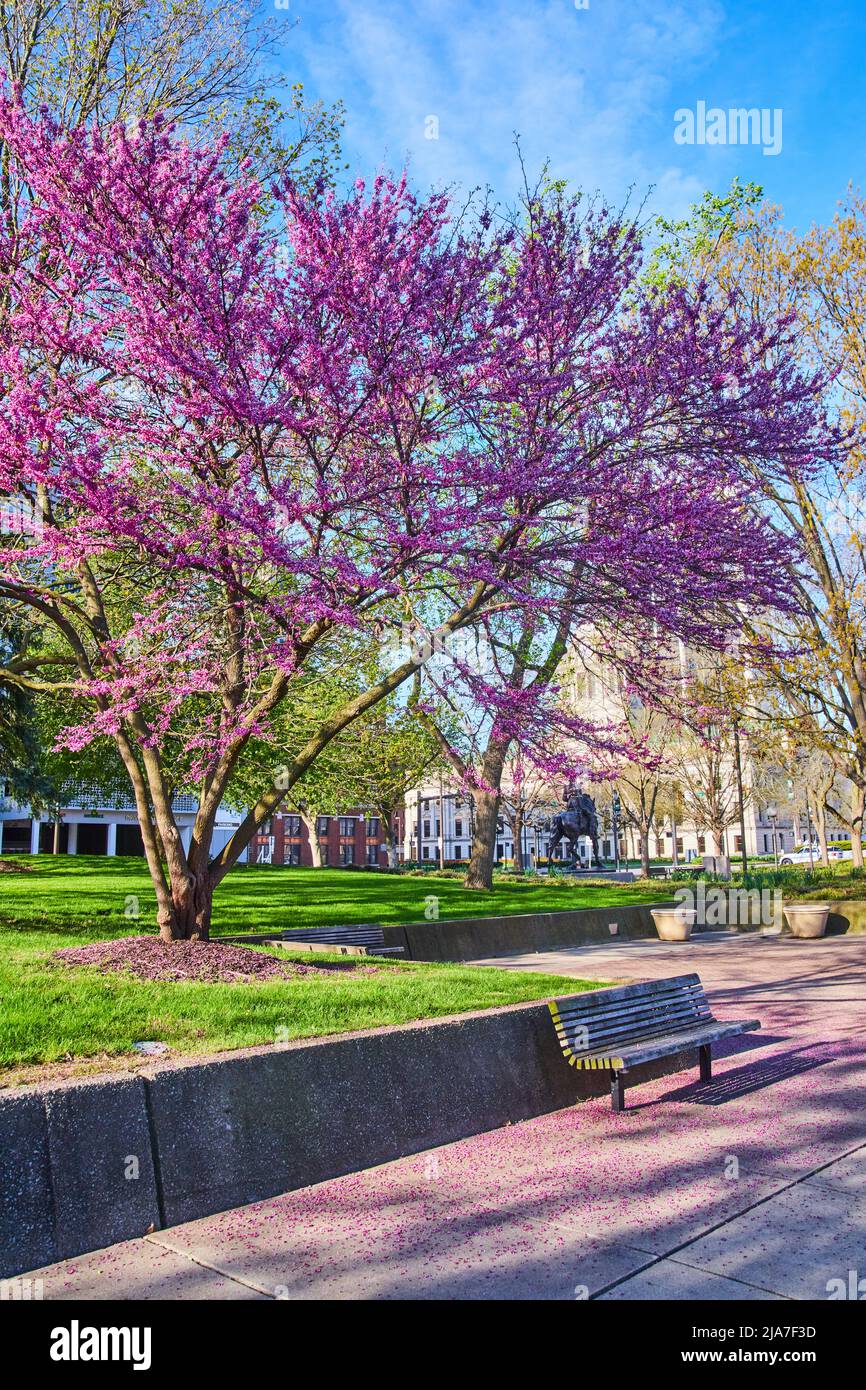 I petali rosa caduti circondano la panchina del parco da un albero di ciliegi di primavera mozzafiato Foto Stock