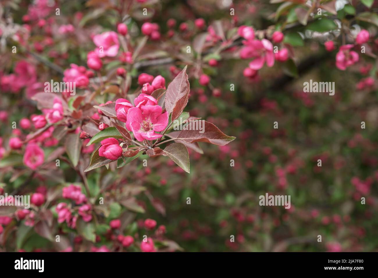 Fiori rosa di granchio-mela su ramo d'albero in primavera. Melo decorativo con fiori rosa. Foto Stock