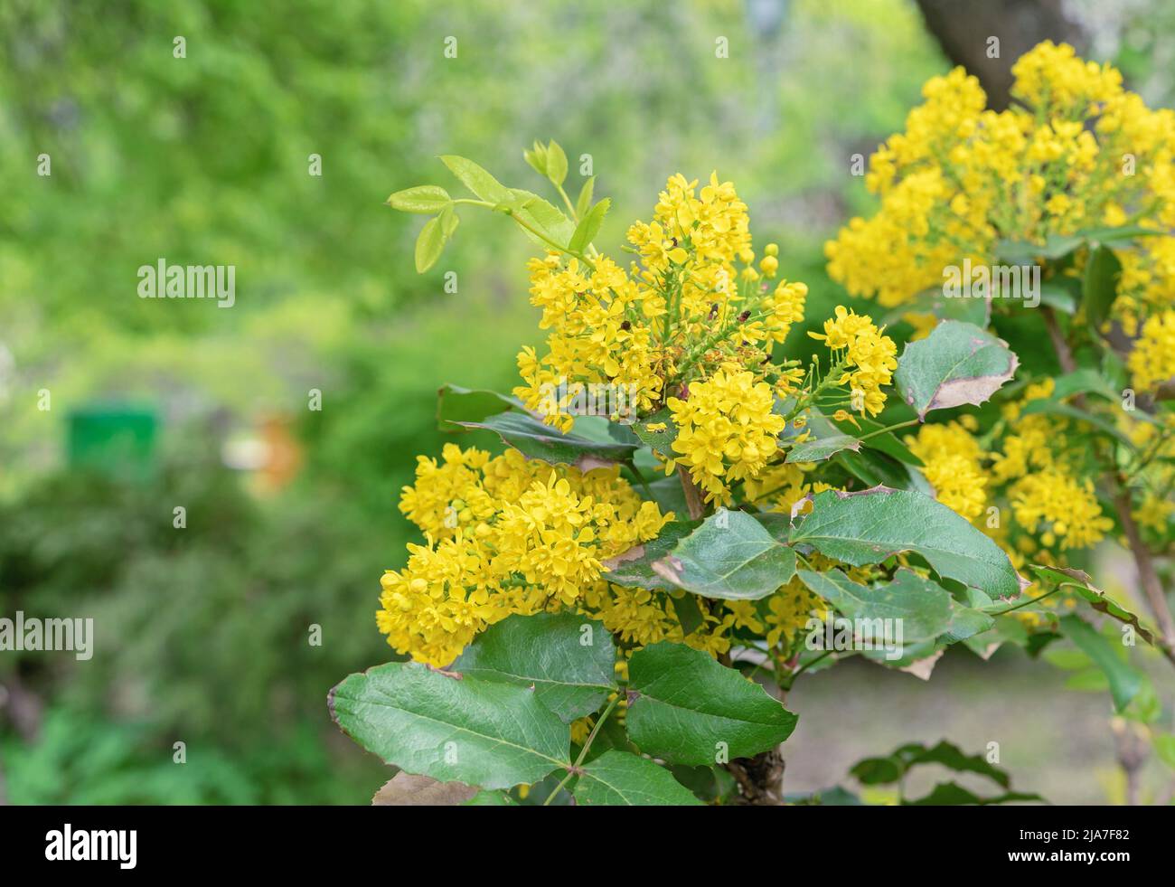 Fioritura di Magonia Holm. Fiori gialli-verdi di Mahonia aquifolium. Arbusto Evergreen della famiglia Barberry (Berberidaceae) Foto Stock