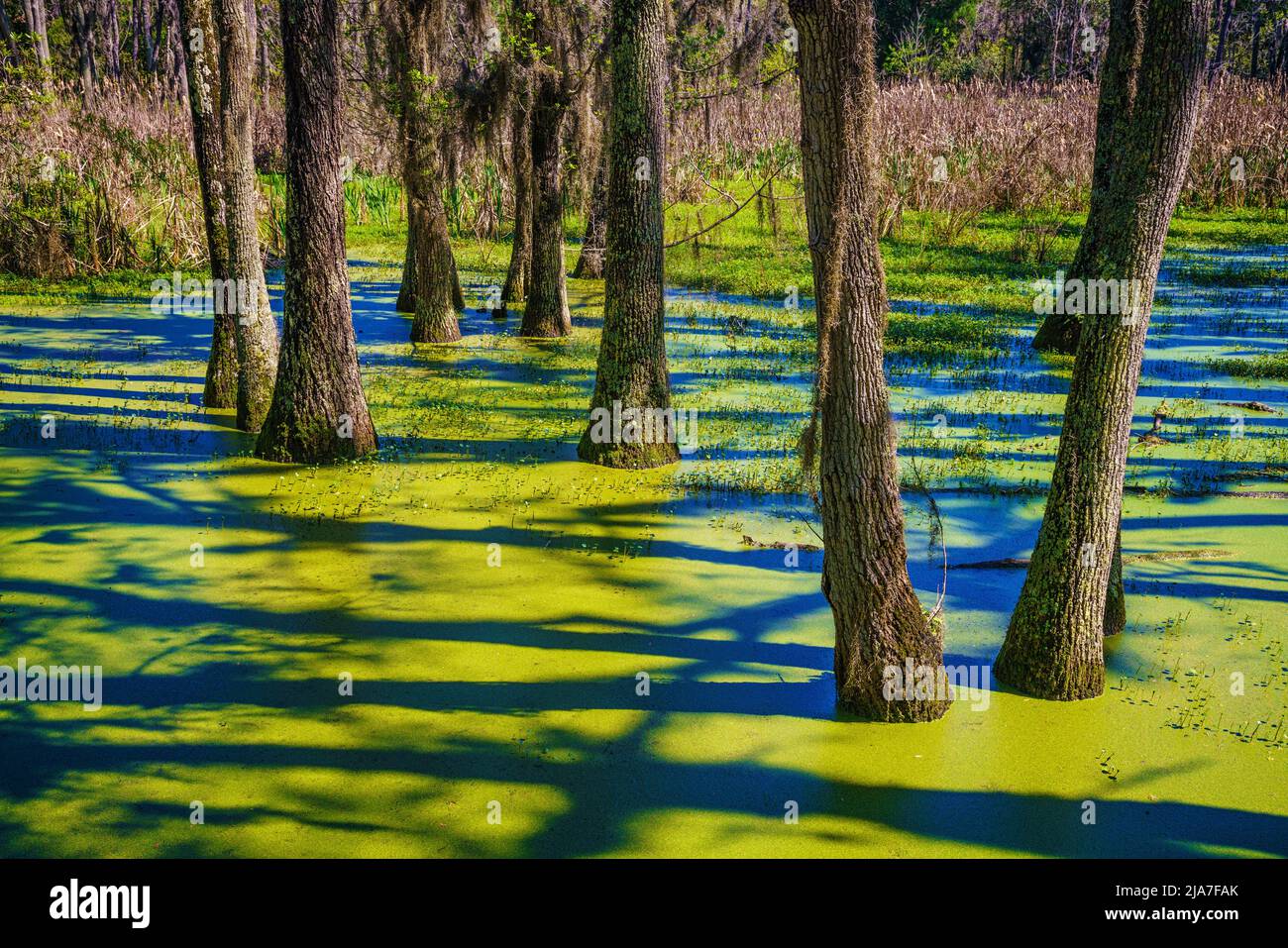 La palude di Cypress fuori Charleston, South Carolina Foto Stock