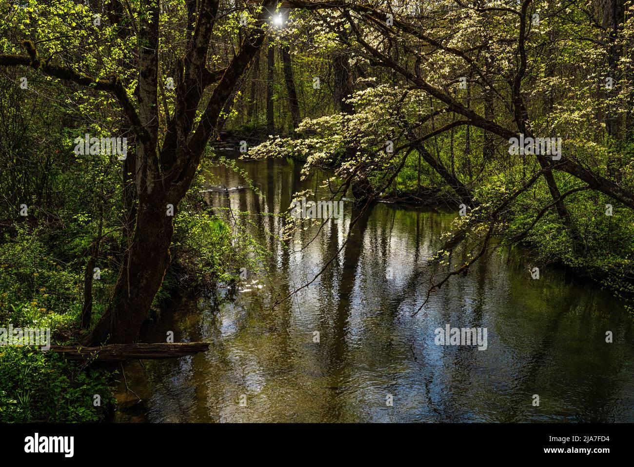 Boschi di cani primaverili sull'Abrams Creek nella sezione Cades Cove del Great Smoky Mountains National Park nel Tennessee Foto Stock