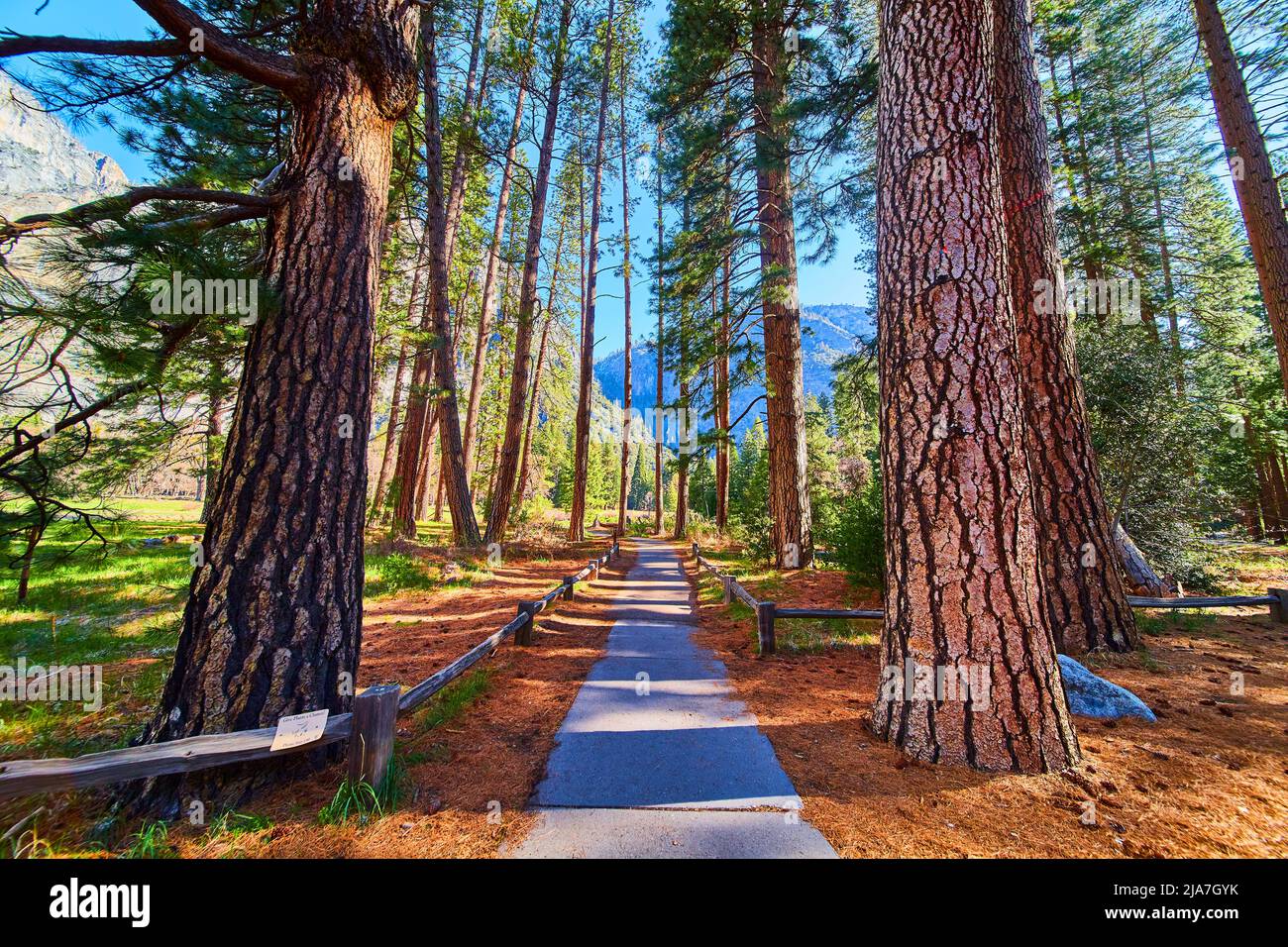 Sentiero escursionistico che conduce nel cuore di Yosemite fiancheggiata da splendidi pini Foto Stock