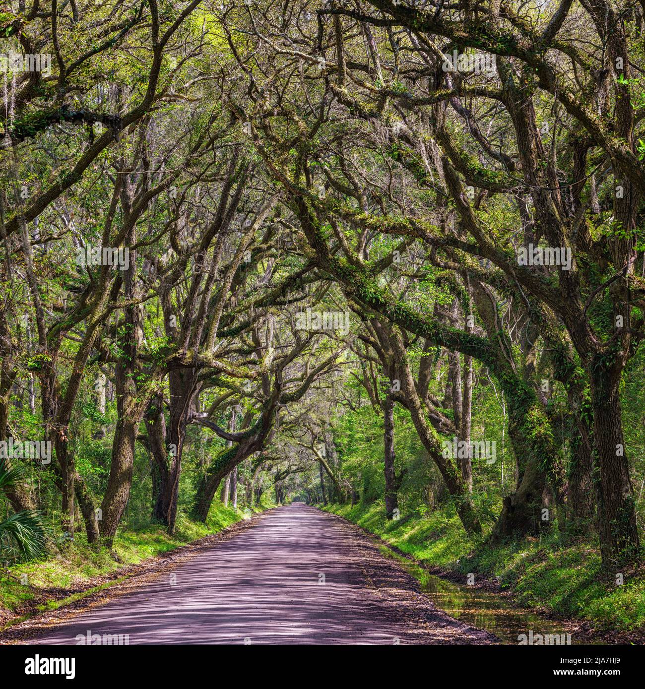 Alberi di quercia ricoperti di muschio su Botany Bay Road, Edison Island, South Carolina Foto Stock