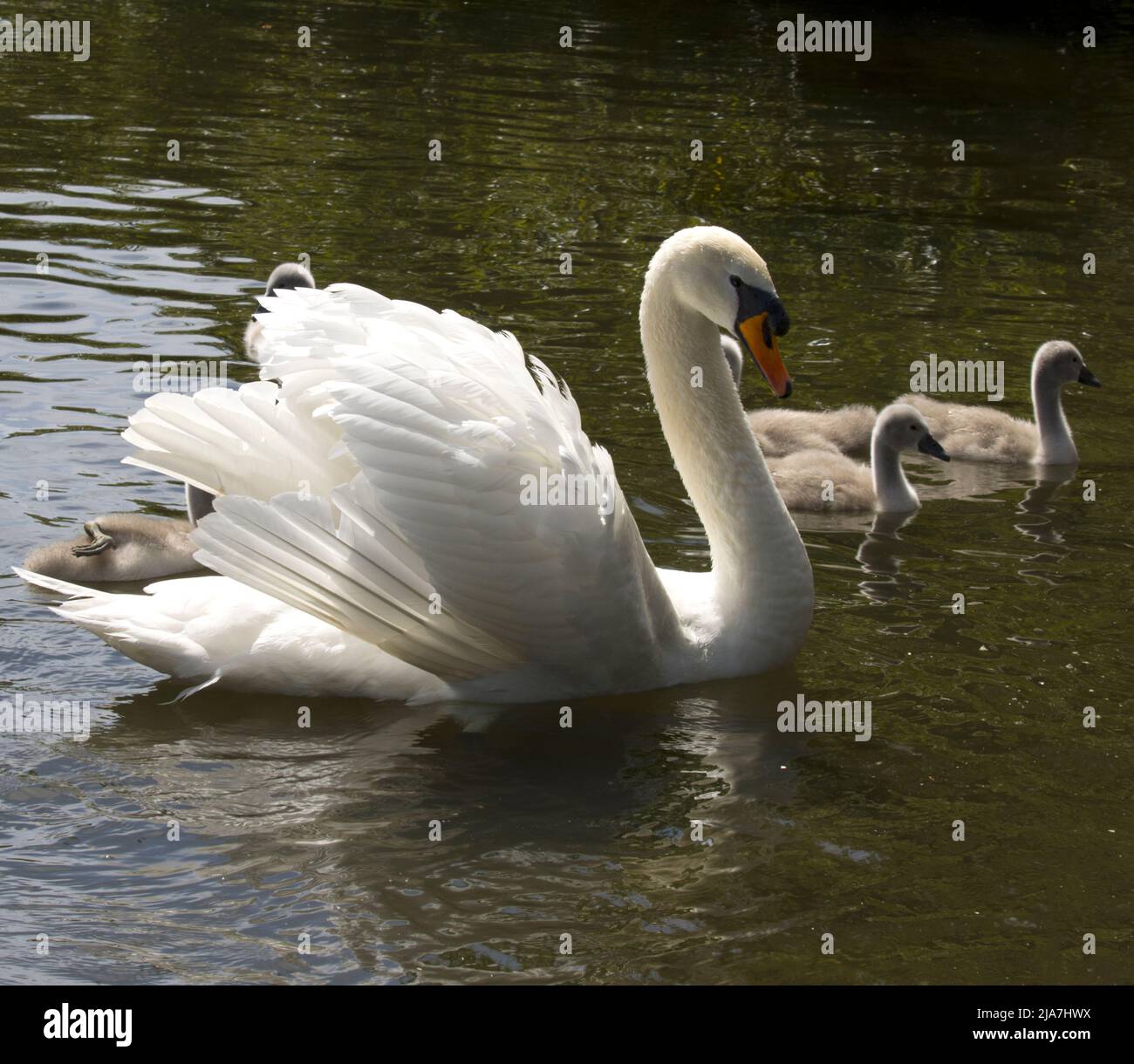 Disattivare l'audio di Swan e Sygnets Foto Stock