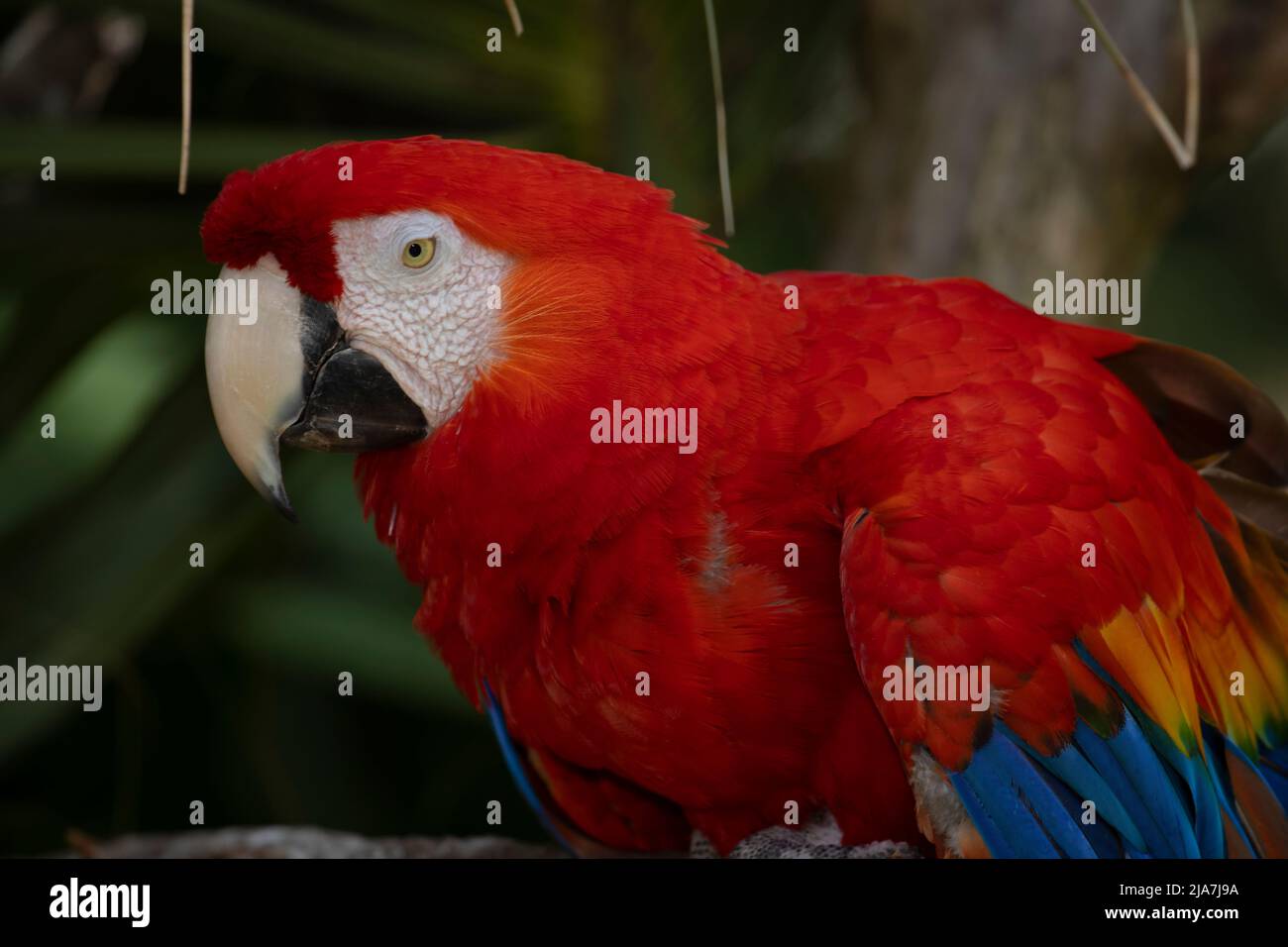 Ritratto di un Macaw Scarlet, Ara macao, dalla foresta pluviale amazzonica. Foto Stock