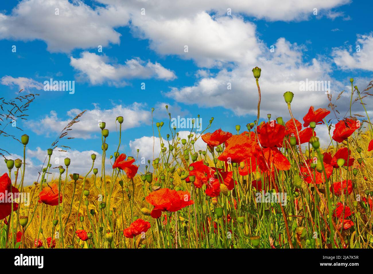 Bella estate agricoltura campo selvaggio rosso papaveri di mais (Papaver roeas), cielo blu morbide nuvole di cumulo Foto Stock