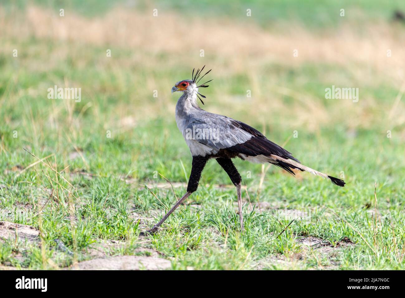 Segretario uccello che corre la prateria del Delta dell'Okavango, Botswana Foto Stock