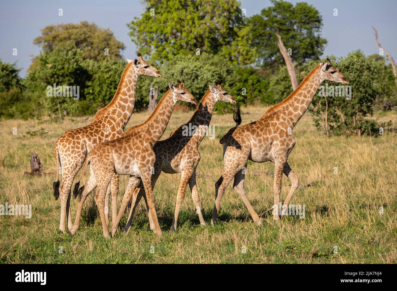 Giraffa meridionale della prateria del Delta dell'Okavango, Botswana Foto Stock