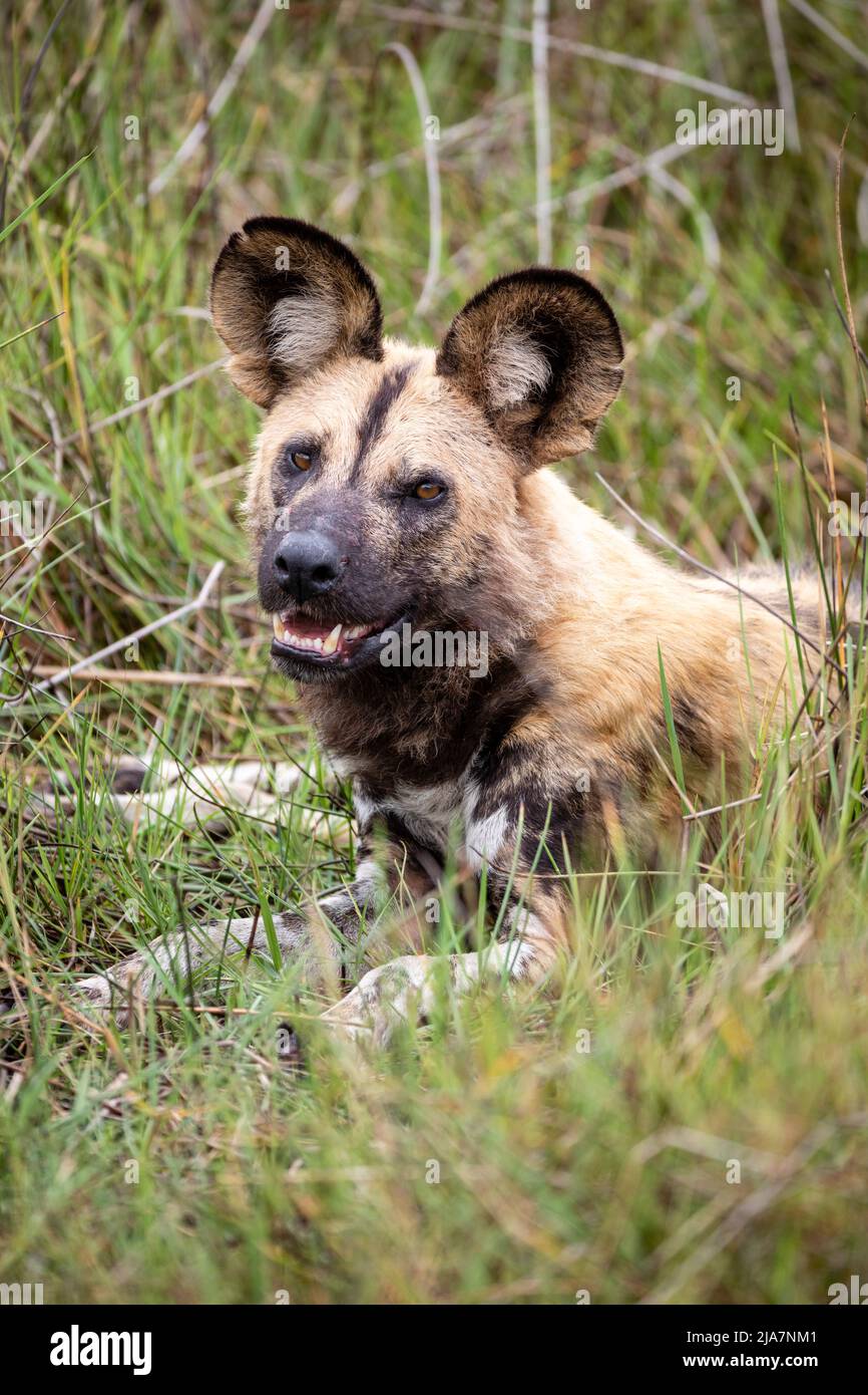 Cani selvatici che giocano nel Delta dell'Okavango, Botswana Foto Stock