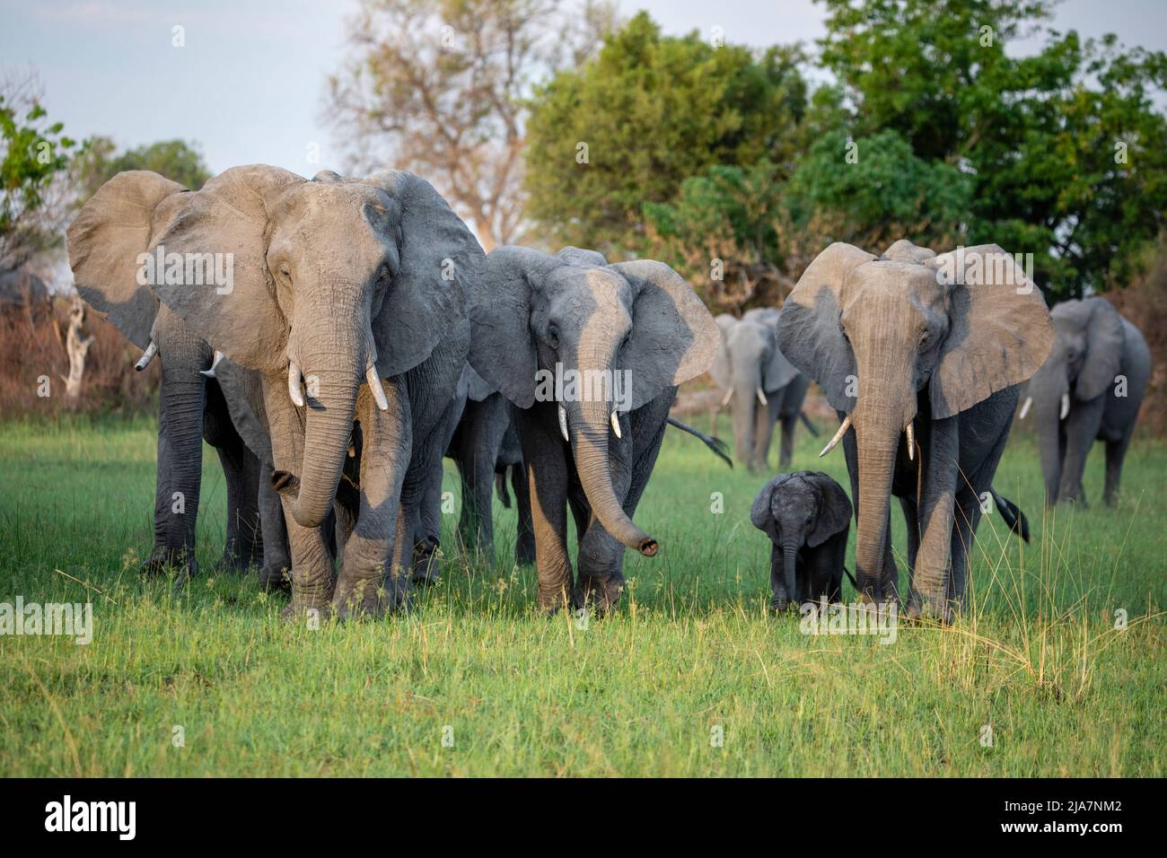 Elefanti della prateria del Delta dell'Okavango, Botswana Foto Stock