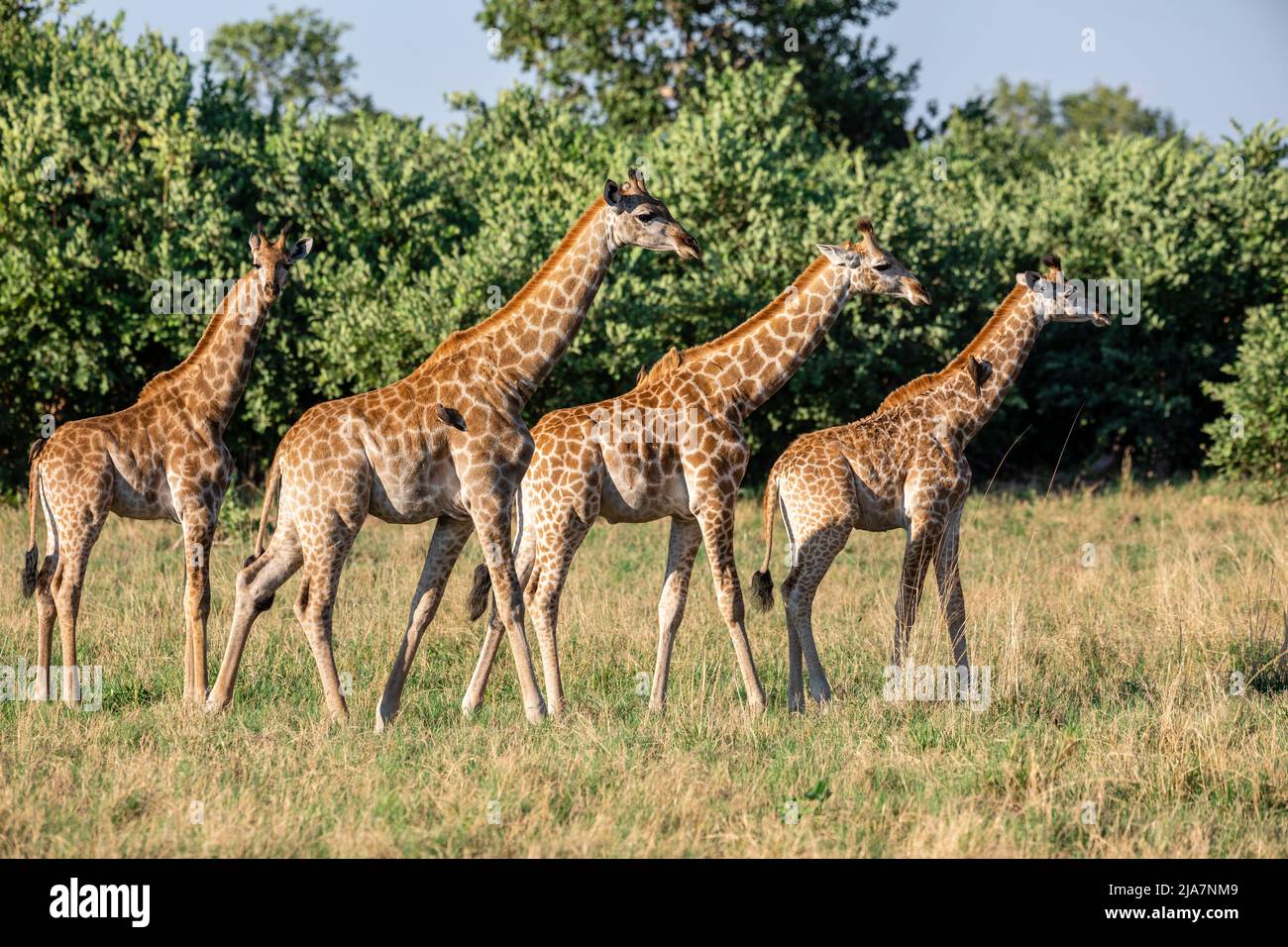 Giraffa meridionale della prateria del Delta dell'Okavango, Botswana Foto Stock