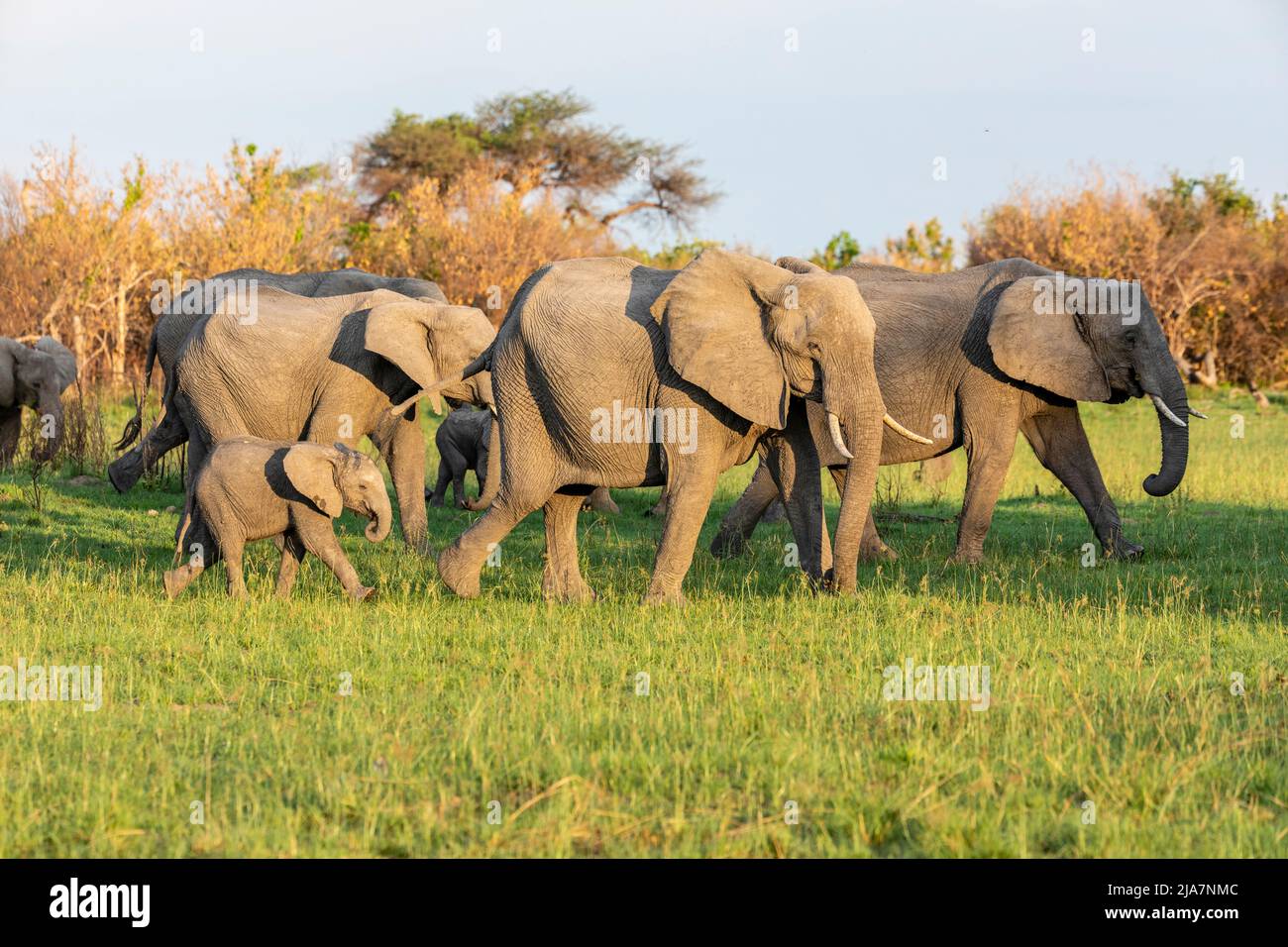 Elefanti della prateria del Delta dell'Okavango, Botswana Foto Stock