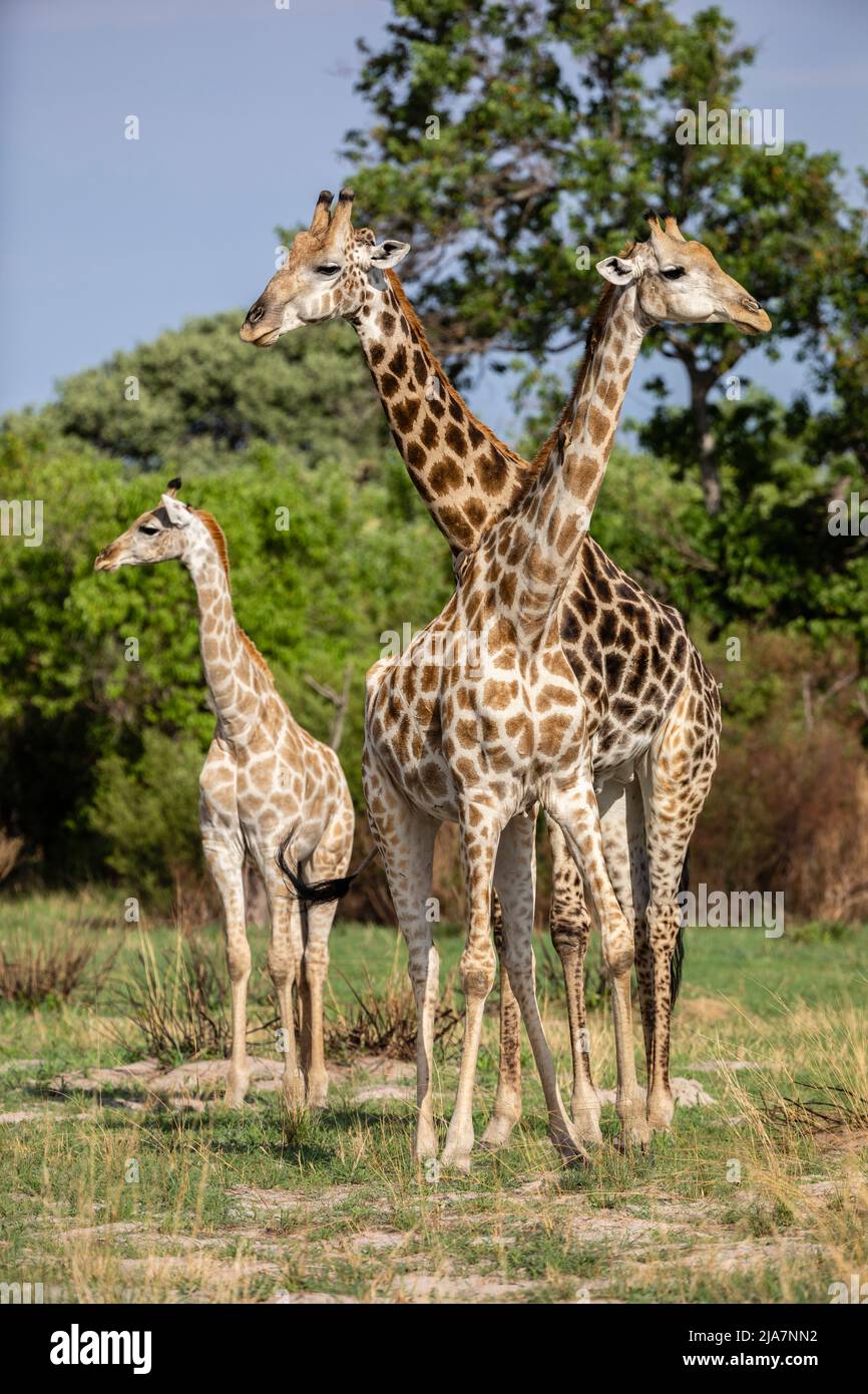 Giraffa meridionale della prateria del Delta dell'Okavango, Botswana Foto Stock