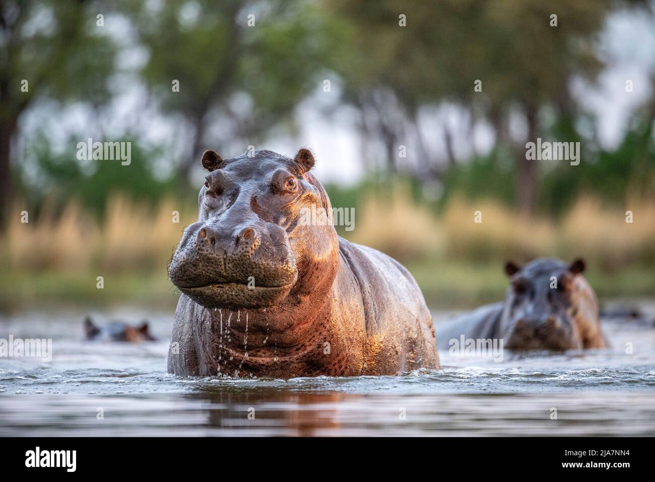 Ippopotami del Delta Okavango del Botswana Foto Stock