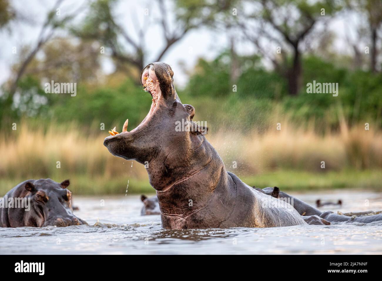 Ippopotami del Delta Okavango del Botswana Foto Stock