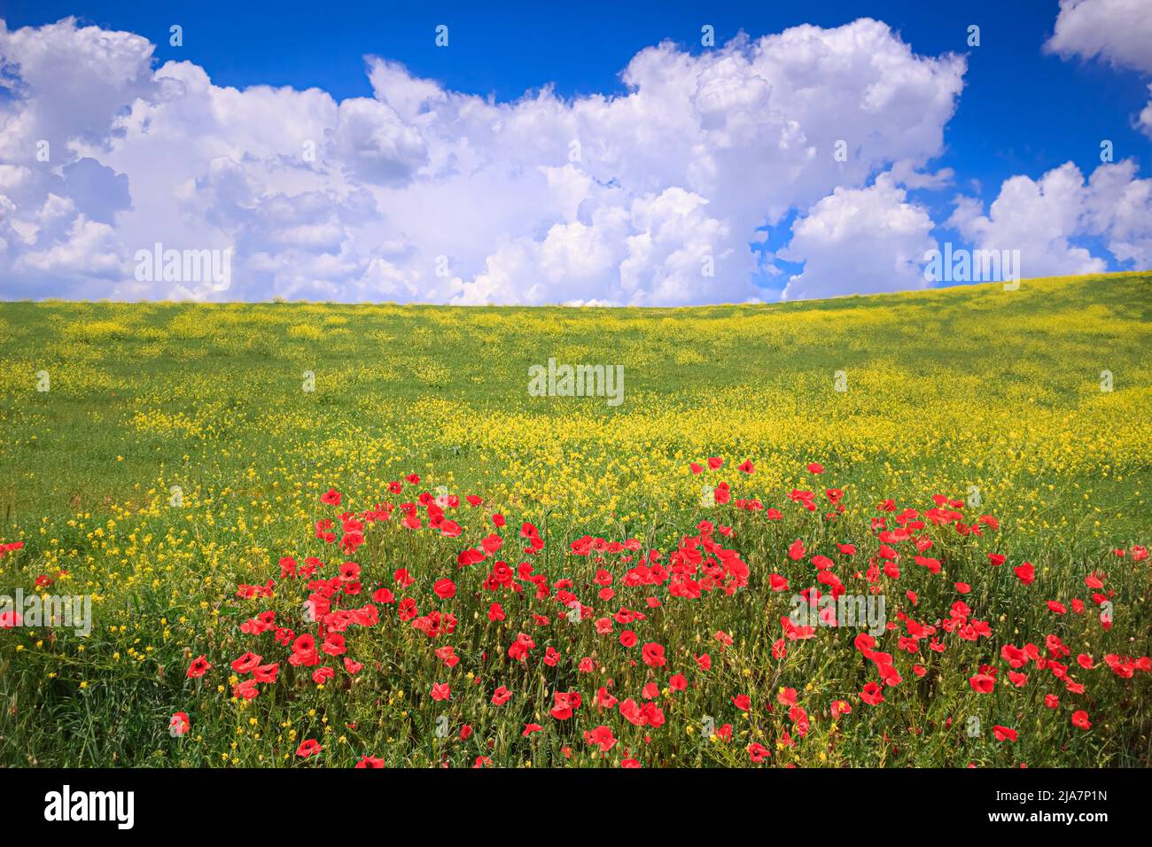Primavera: Papaveri in un campo di fiori gialli in Puglia. Primavera colori in campagna al mattino presto. Foto Stock
