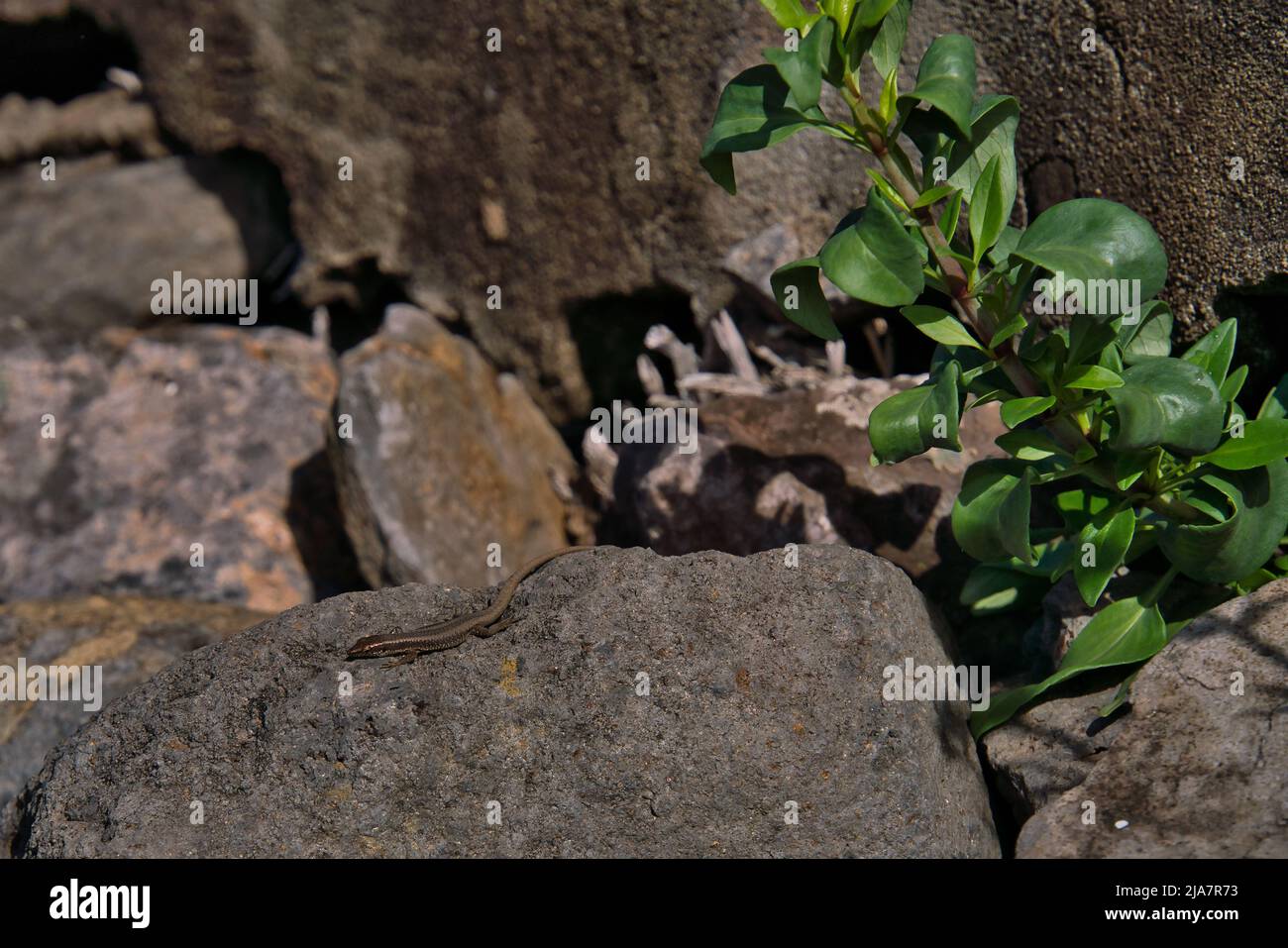 Il primo piano di lucertola marrone dell'isola di Madeira, conosciuta come Lagartixa, suolo rosso a sao lourenco, Portogallo Foto Stock