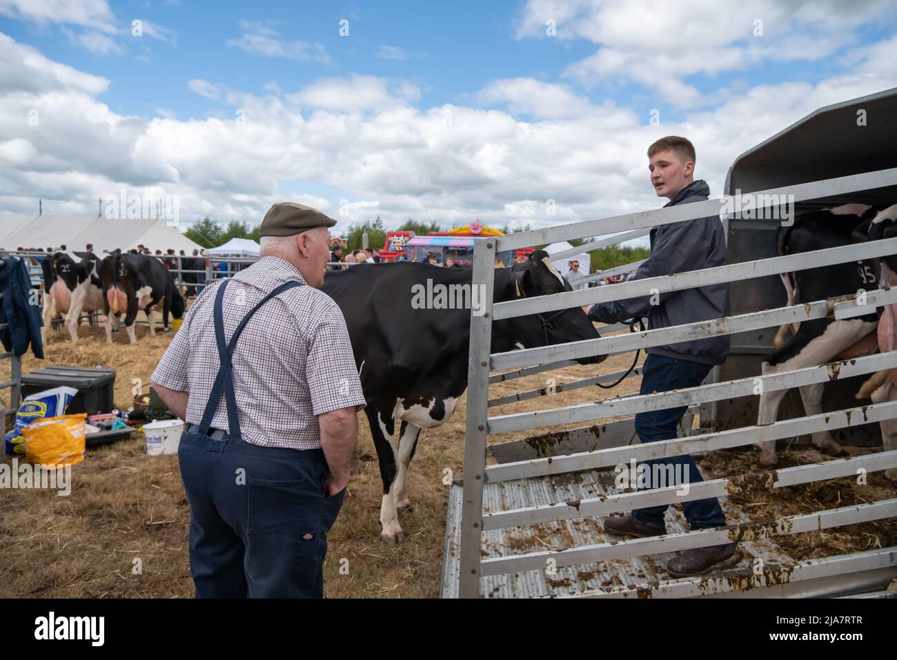 Lesmahagow, Scozia, Regno Unito. 28th maggio 2022. Bestiame che viene caricato su un rimorchio al Lesmahagow Agricultural Show come fa un ritorno dopo due anni di assenza a causa della pandemia di Covid-19. Si tratta di un evento annuale dal 1807 e celebra le abilità della popolazione locale e comprende la mostra di bestiame, le prove su cani da pecora, la pastorizia, il rimorchiatore di guerra, il cavallo e pony giudicare e una sfilata di trattori d'epoca. Credit: SKULLY/Alamy Live News Foto Stock