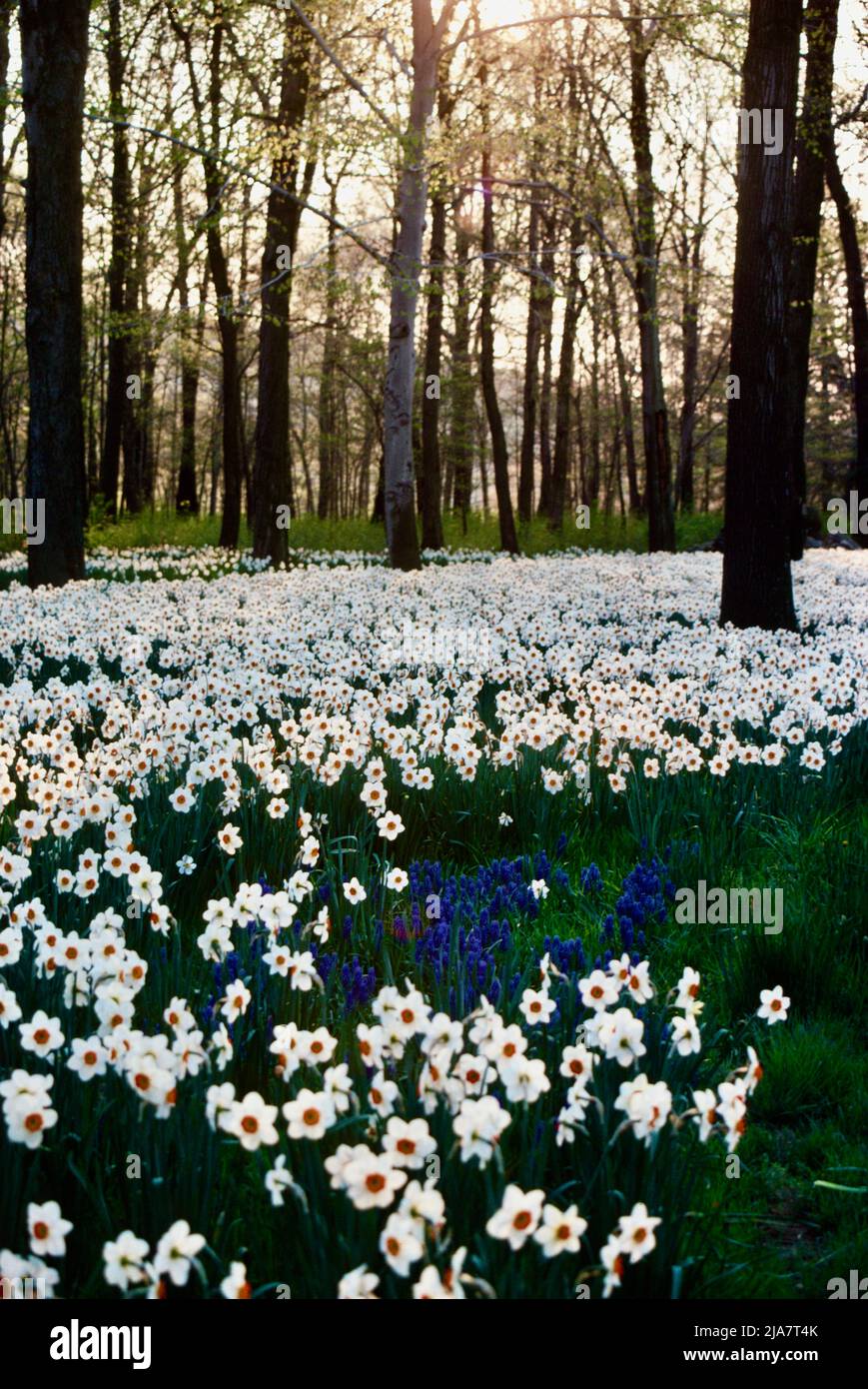 Milioni di narcisi nel parco Reader's Digest nella contea di Westchester, NY, USA nel 1980 Foto Stock