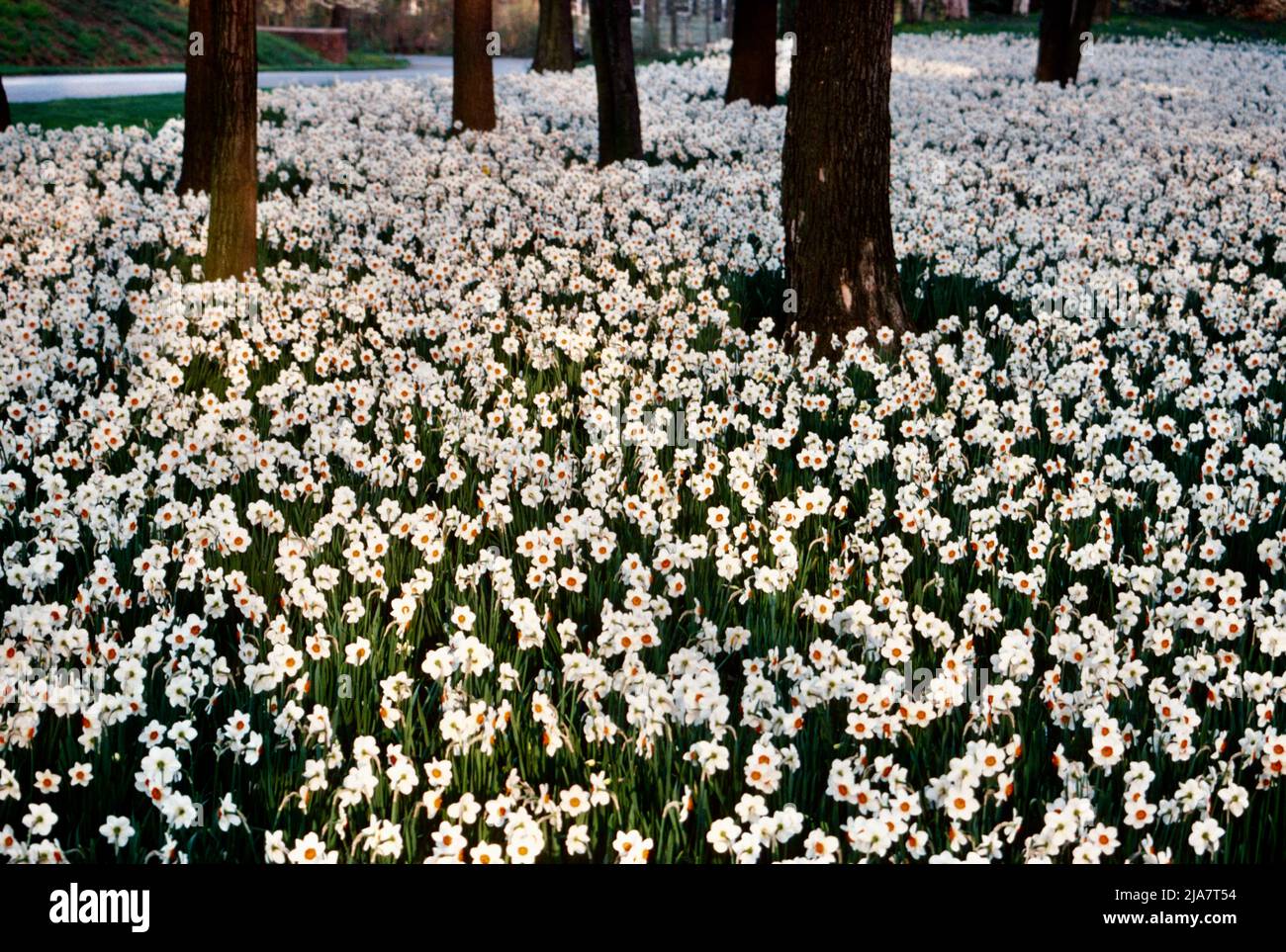 Milioni di narcisi nel parco Reader's Digest nella contea di Westchester, NY, USA nel 1980 Foto Stock