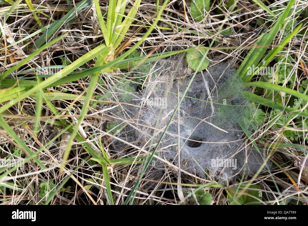 Rugiada di mattina presto su una spiderweb a livello del suolo preso a George sulla Garden Route del Capo Occidentale Sud Africa Foto Stock