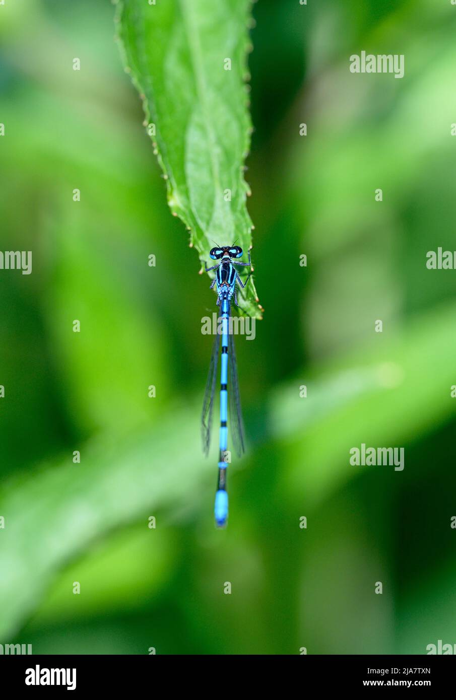 Una damselfly azzura maschile (Coenagrion puella) seduta su una foglia verde. Foto Stock