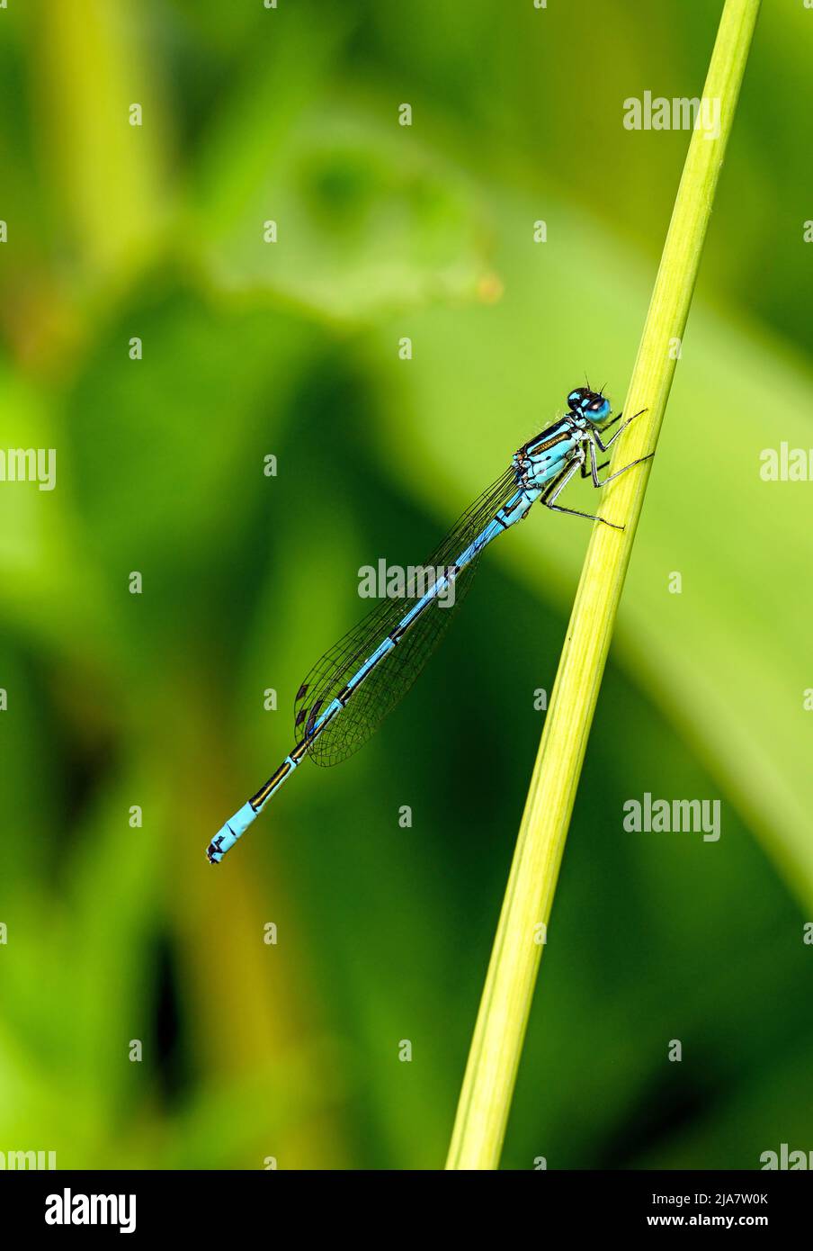 Una damselfly azzura maschile (Coenagrion puella) seduta su una canna. Foto Stock