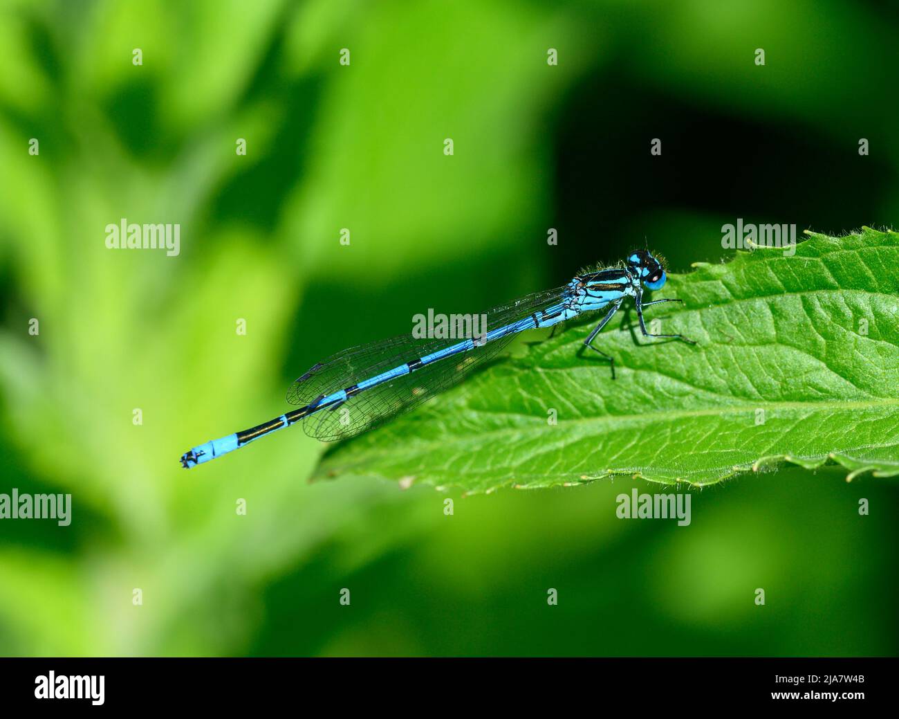 Una damselfly azzura maschile (Coenagrion puella) seduta su una foglia verde. Foto Stock