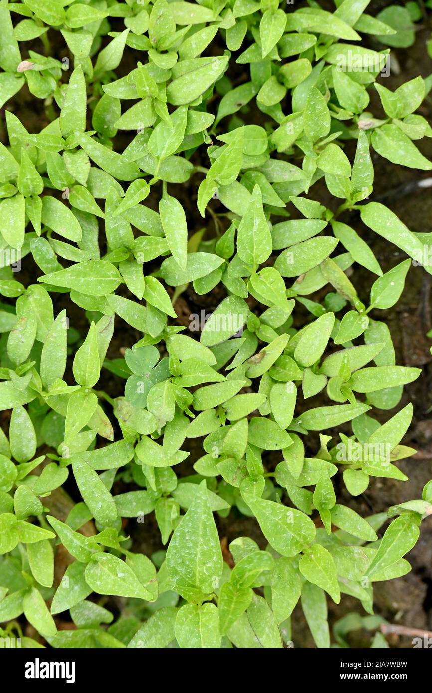 primo piano il mazzo mature piccola pianta peperoncino cumulo di terreno e crescere con foglie nella fattoria morbido fuoco naturale marrone verde sfondo. Foto Stock