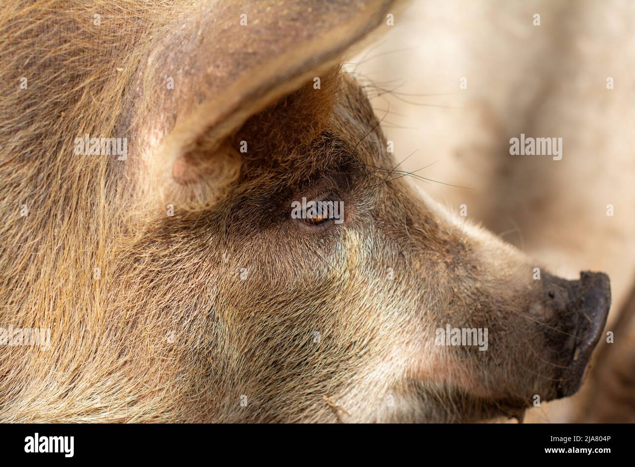Testa di maiale. Primo piano. Messa a fuoco selettiva. Foto Stock