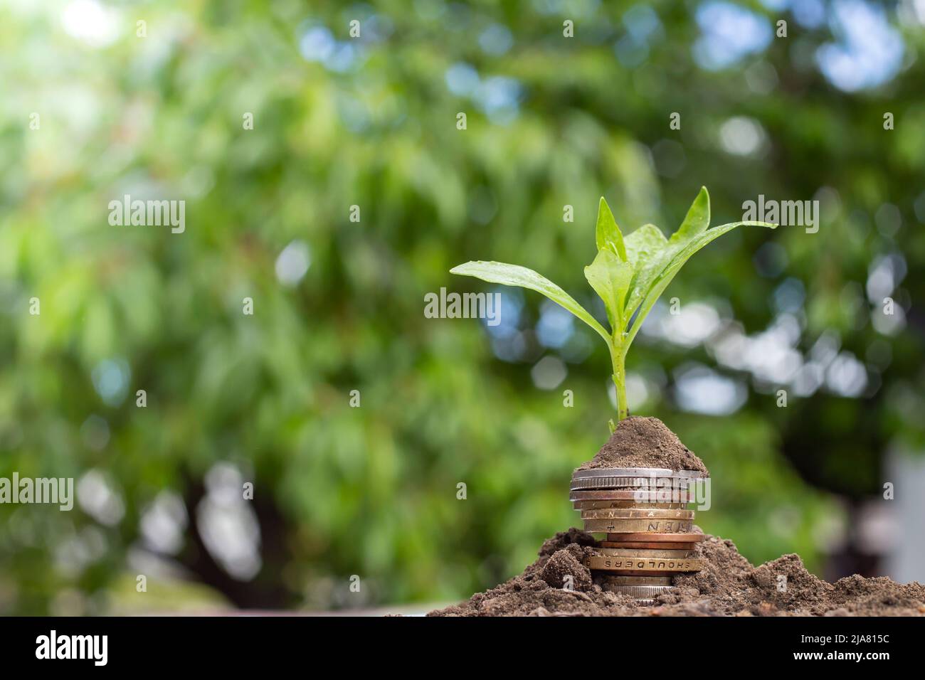 Piccolo albero che cresce da una pila di monete con sfondo fogliame Foto Stock