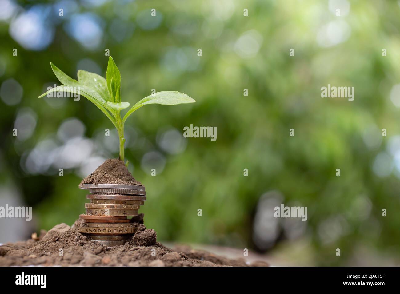 Concetto di crescita dei soldi - pianta su pila di Coin con suolo su sfondo bokeh verde Foto Stock
