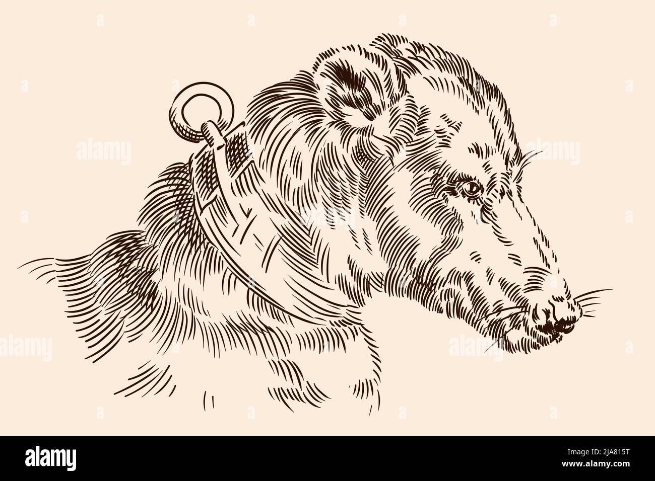 La museruola di un cane con un collare. Immagine vettoriale di un'incisione medievale su sfondo beige. Illustrazione Vettoriale