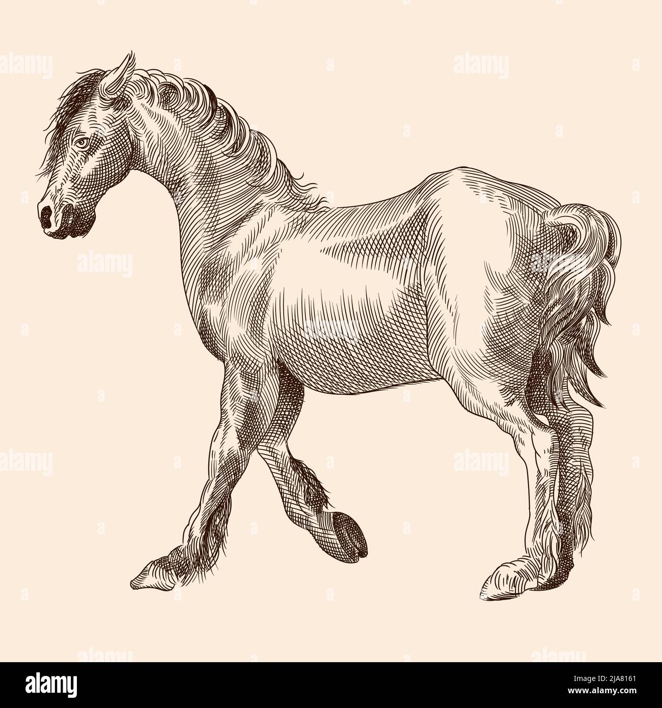 Un cavallo sottile senza sella. Immagine vettoriale di un'incisione medievale su sfondo beige. Illustrazione Vettoriale